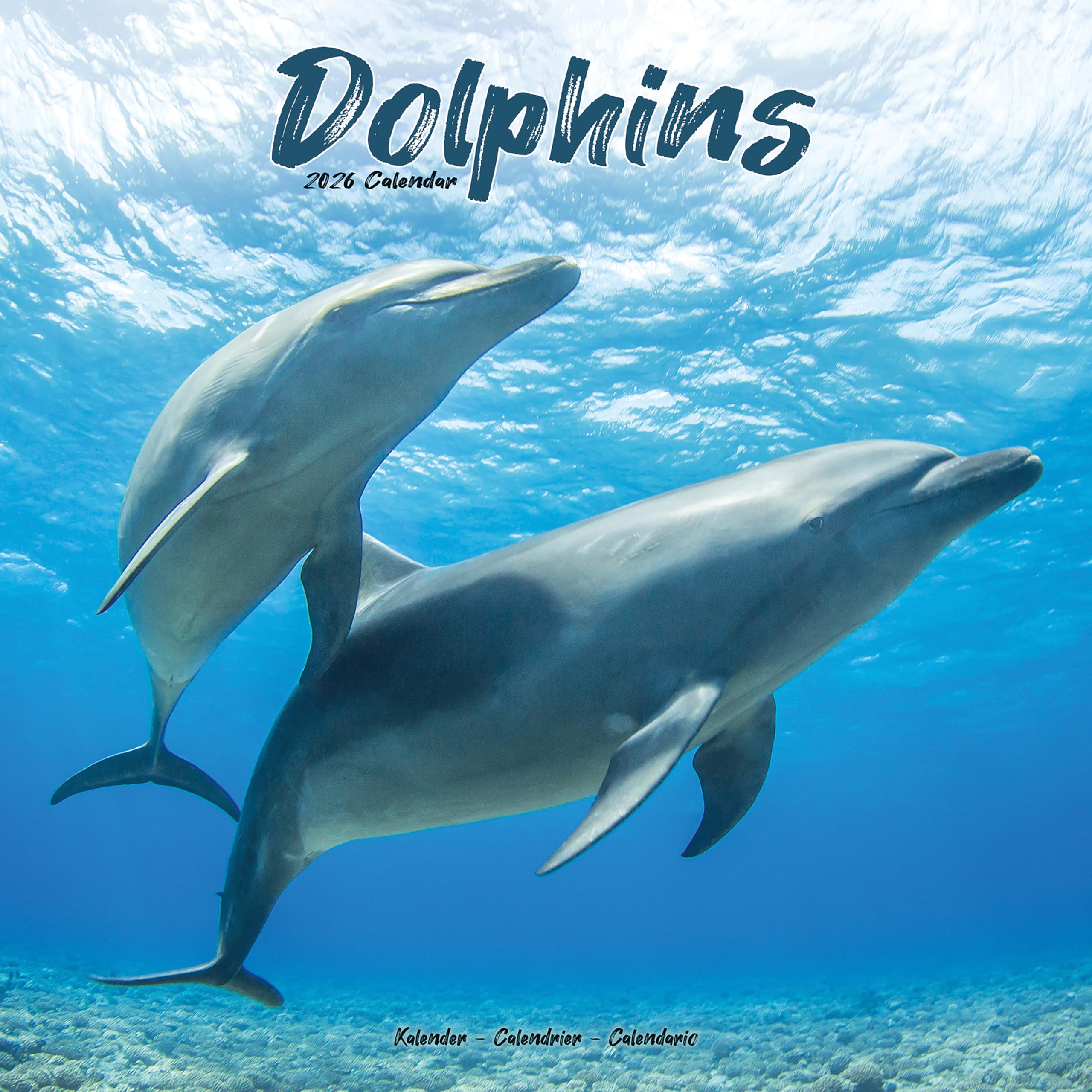 Dolphins Calendar 2026 Square Animal Wall Calendar - 16 Month Books