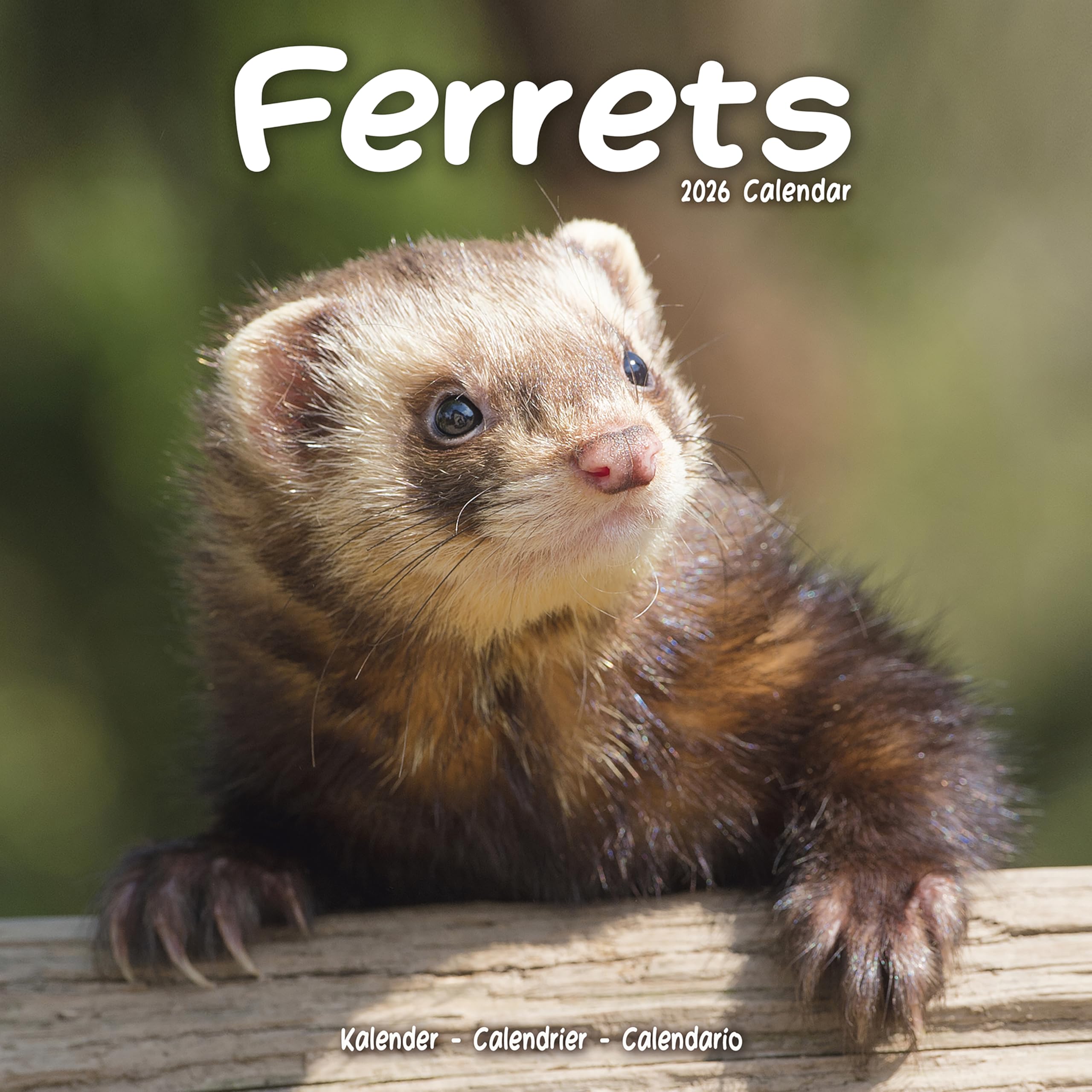 Ferrets Calendar 2026 Square Animal Wall Calendar - 16 Month Books