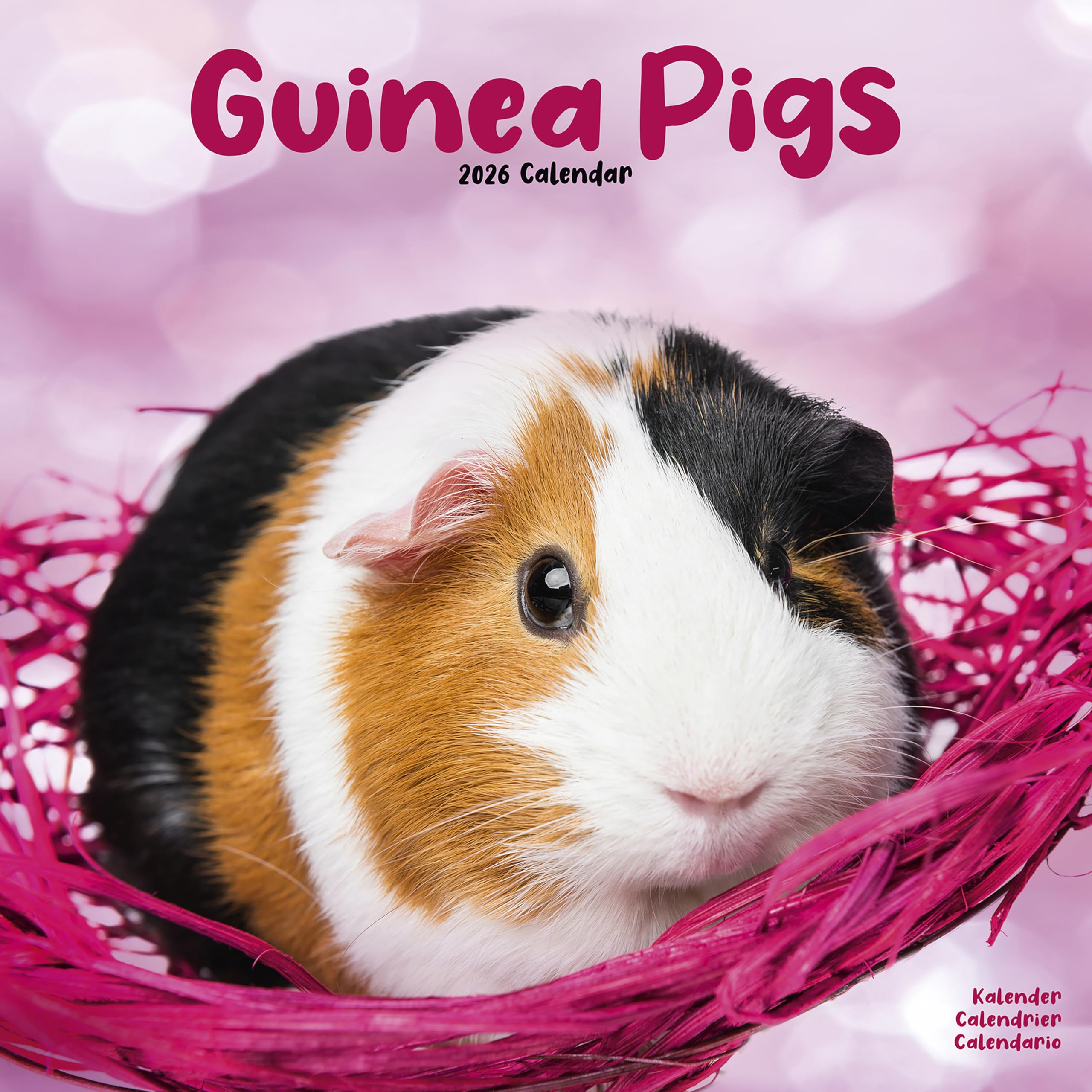 Guinea Pigs Calendar 2026 Square Animal Wall Calendar - 16 Month Books