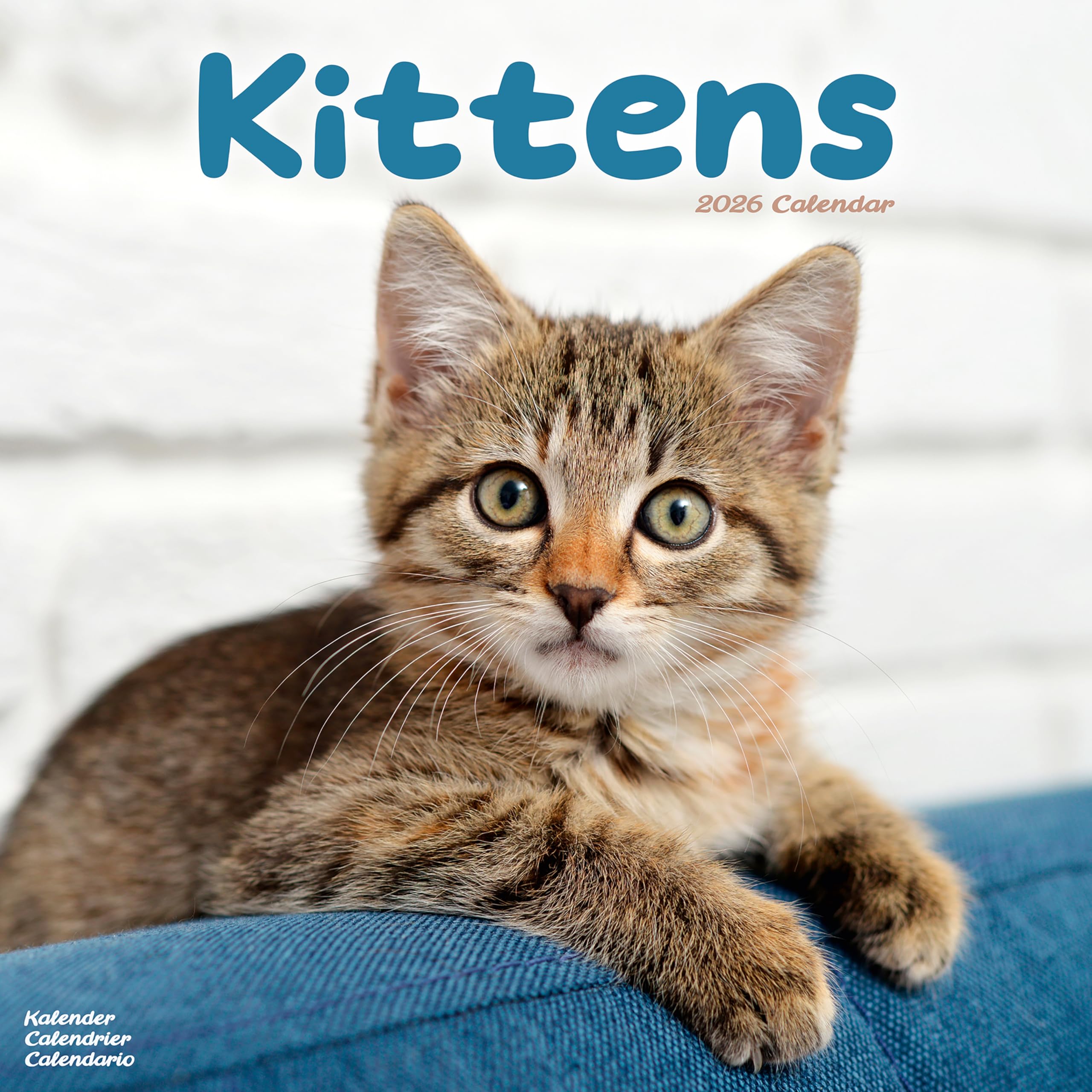 Kittens Calendar 2026 Square Cats Wall Calendar - 16 Month Books
