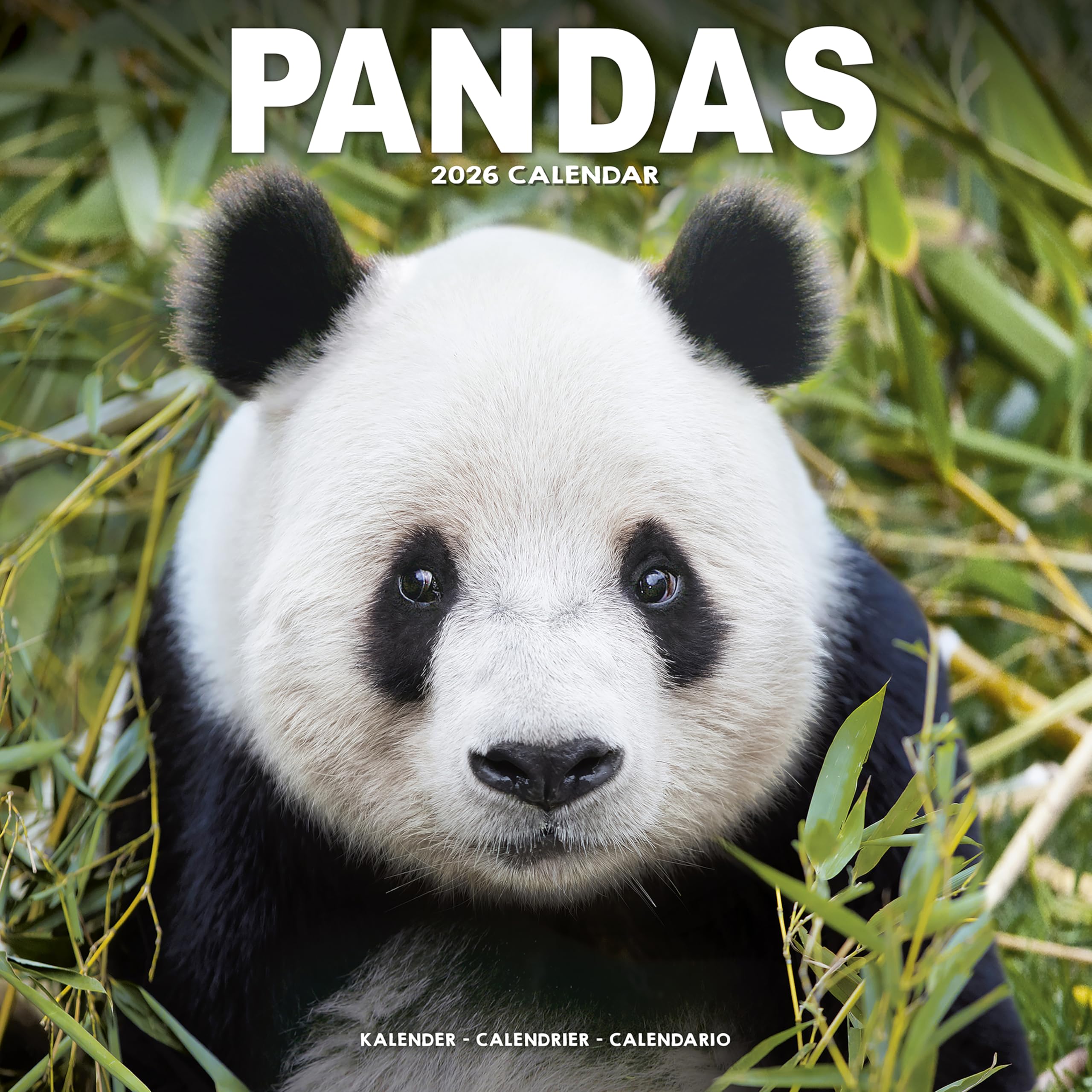 Panadas Calendar 2026 Square Animal Wall Calendar - 16 Month Books