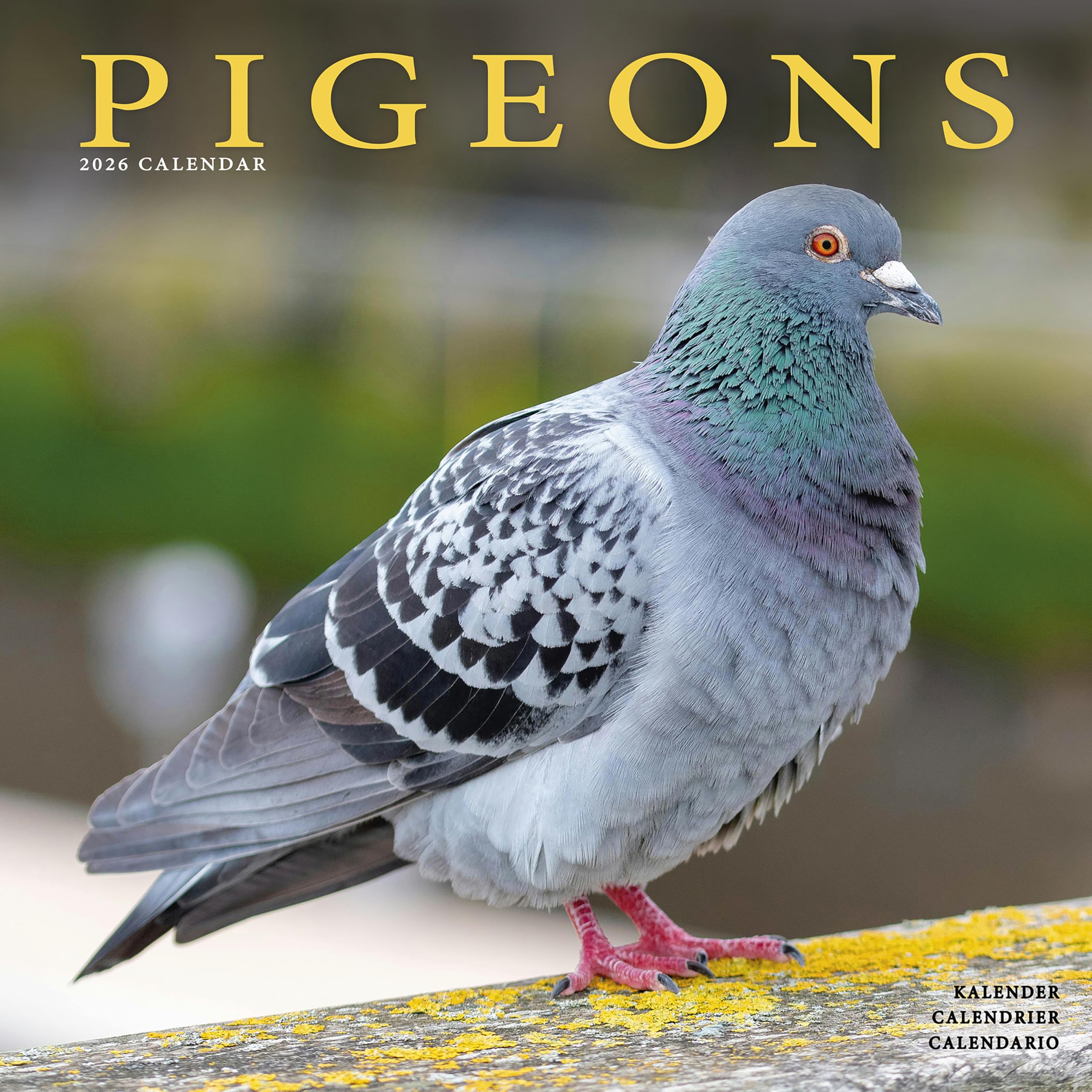 Pigeons Calendar 2026 Square Birds Wall Calendar - 16 Month Books