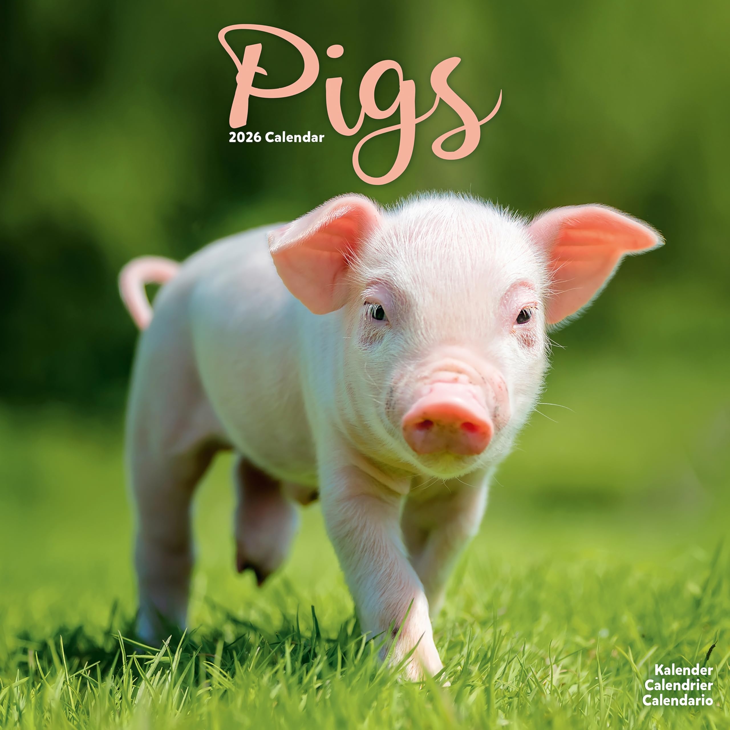 Pigs Calendar 2026 Square Farm Animal Wall Calendar - 16 Month Books