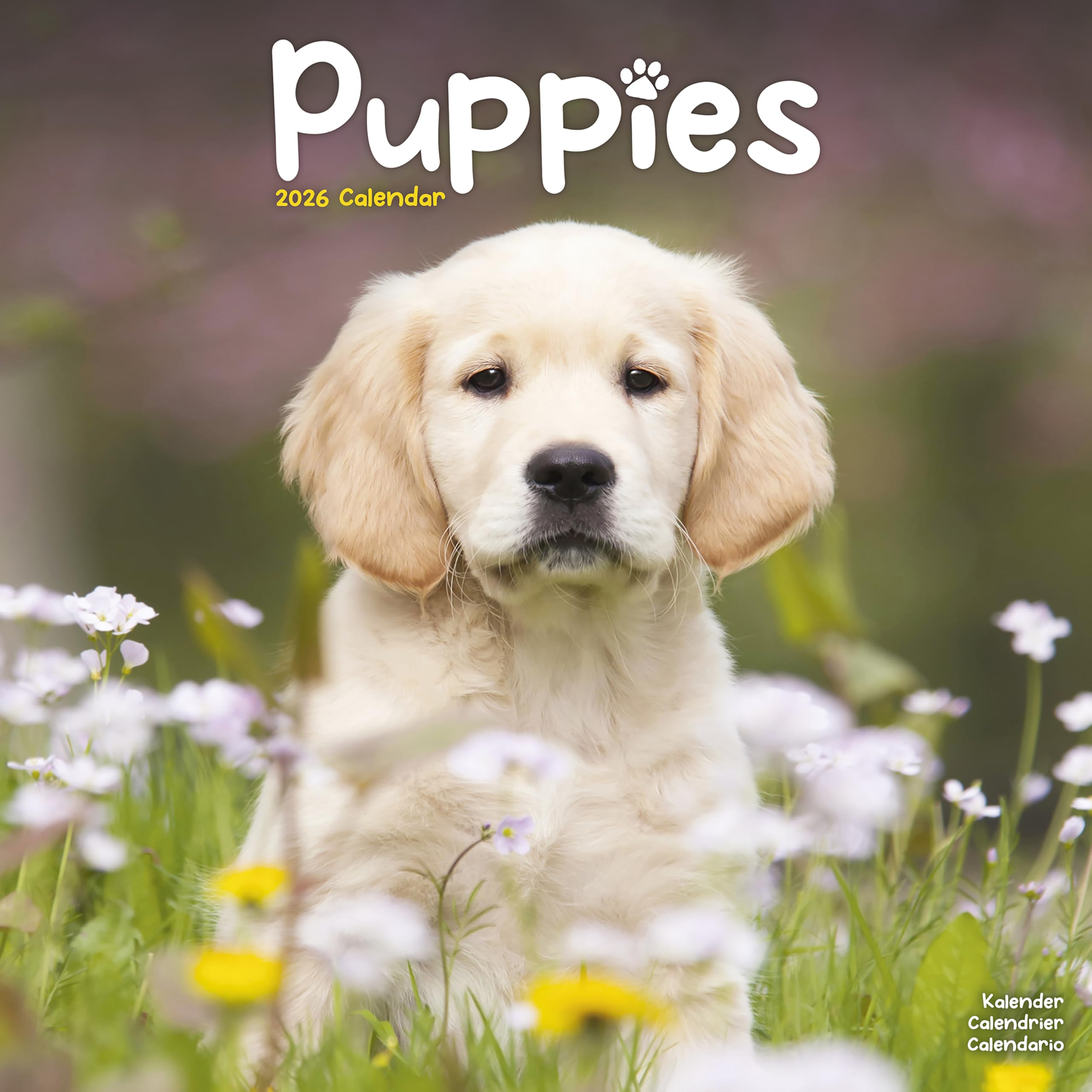 Puppies Calendar 2026 Square Animal Wall Calendar - 16 Month Books