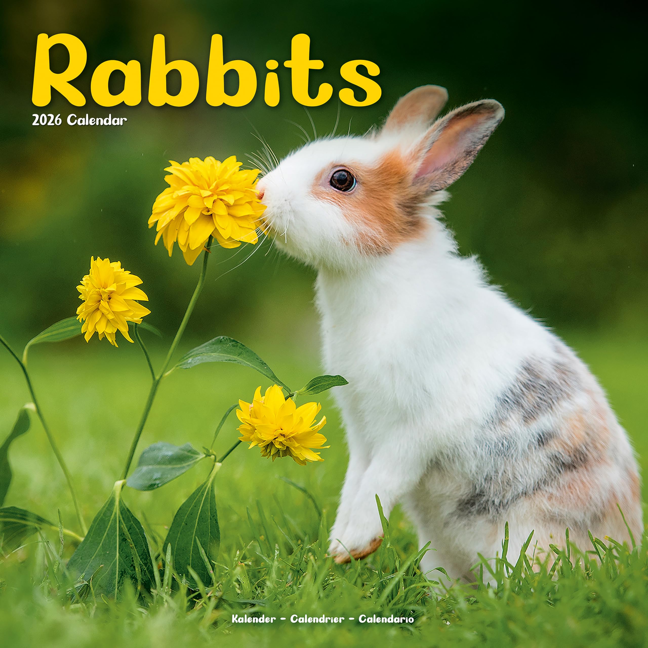 Rabbits Calendar 2026 Square Animal Wall Calendar - 16 Month Books
