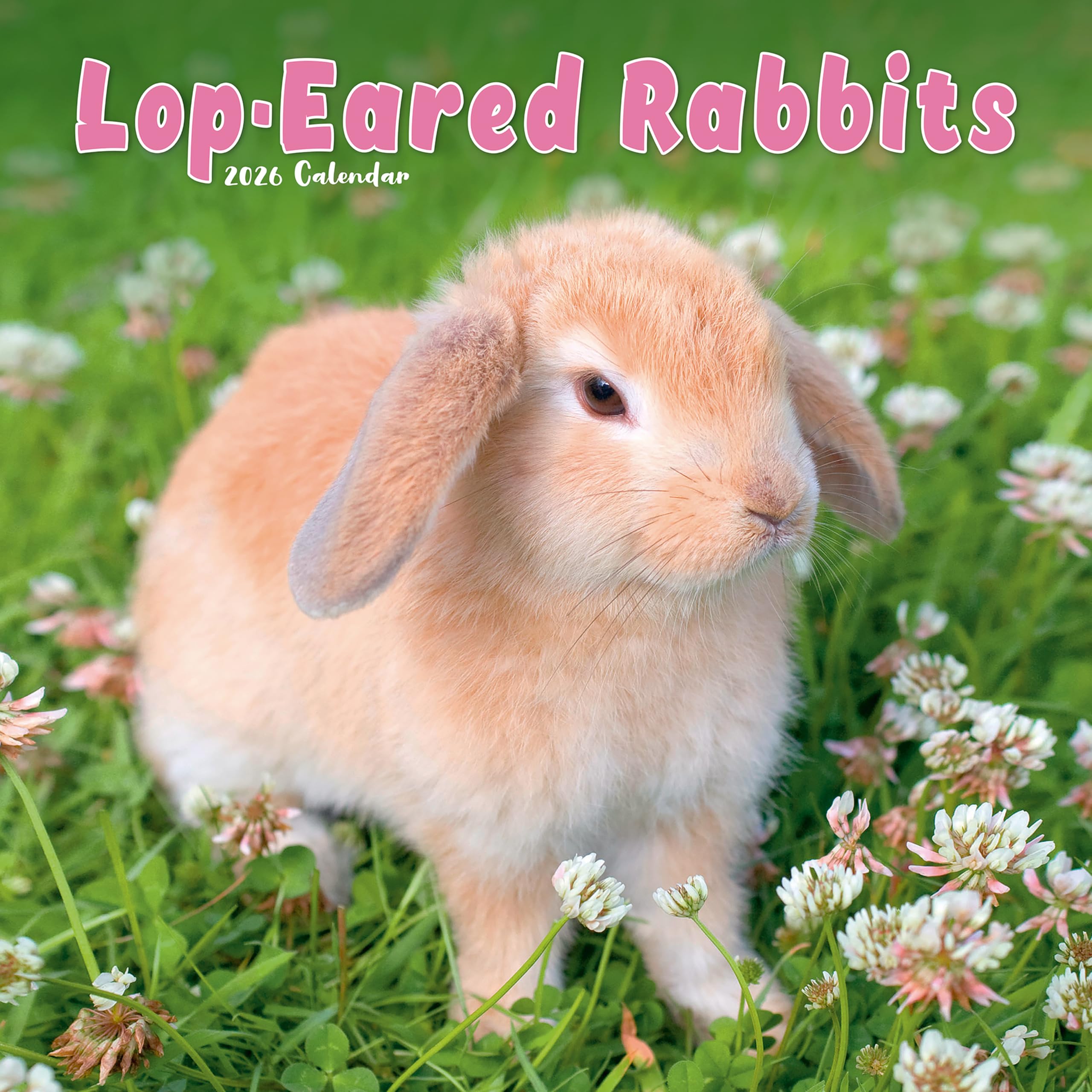 Rabbits - Lop Eared Calendar 2026 Square Animal Wall Calendar - 16 Month Books