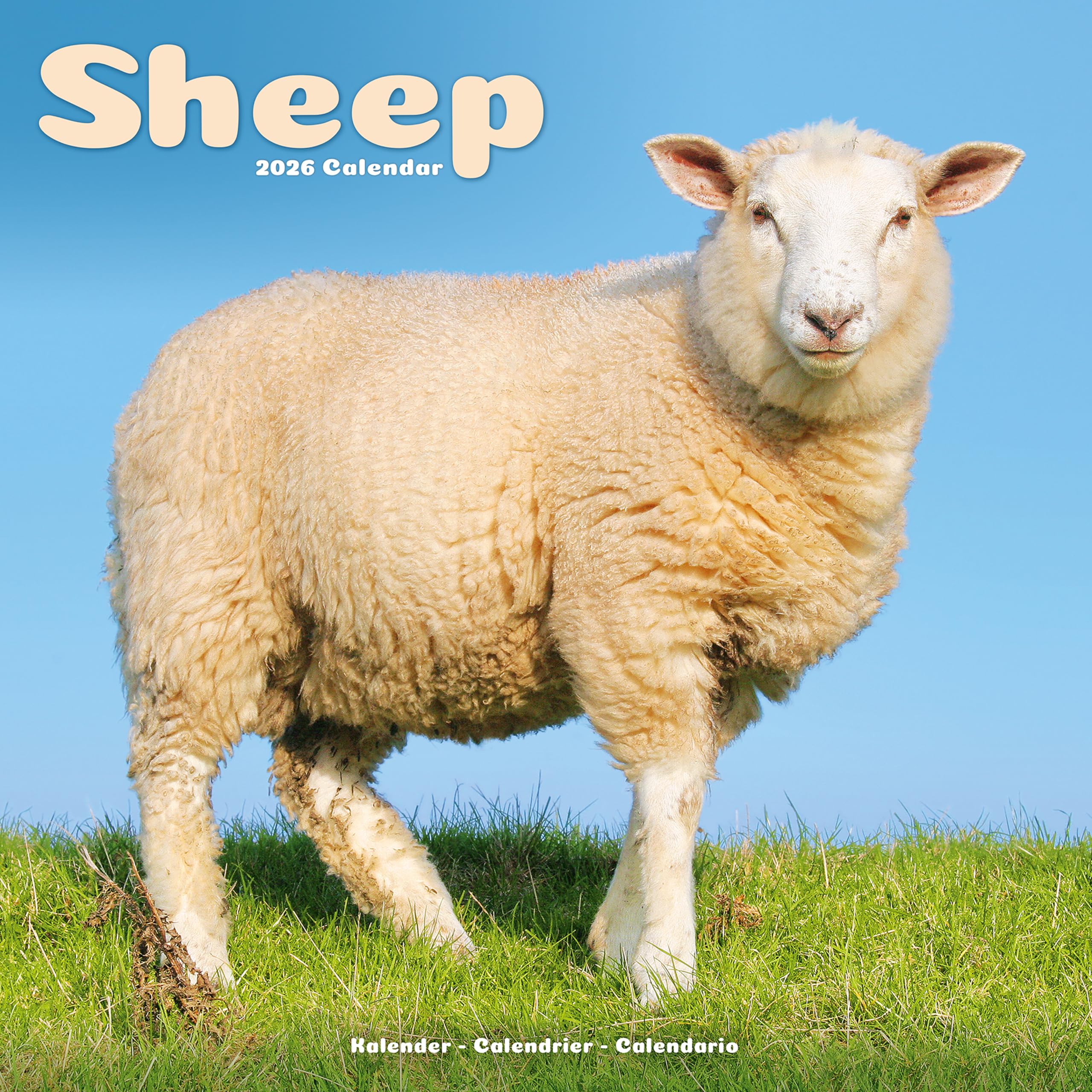 Sheep Calendar 2026 Square Farm Animal Wall Calendar - 16 Month Books