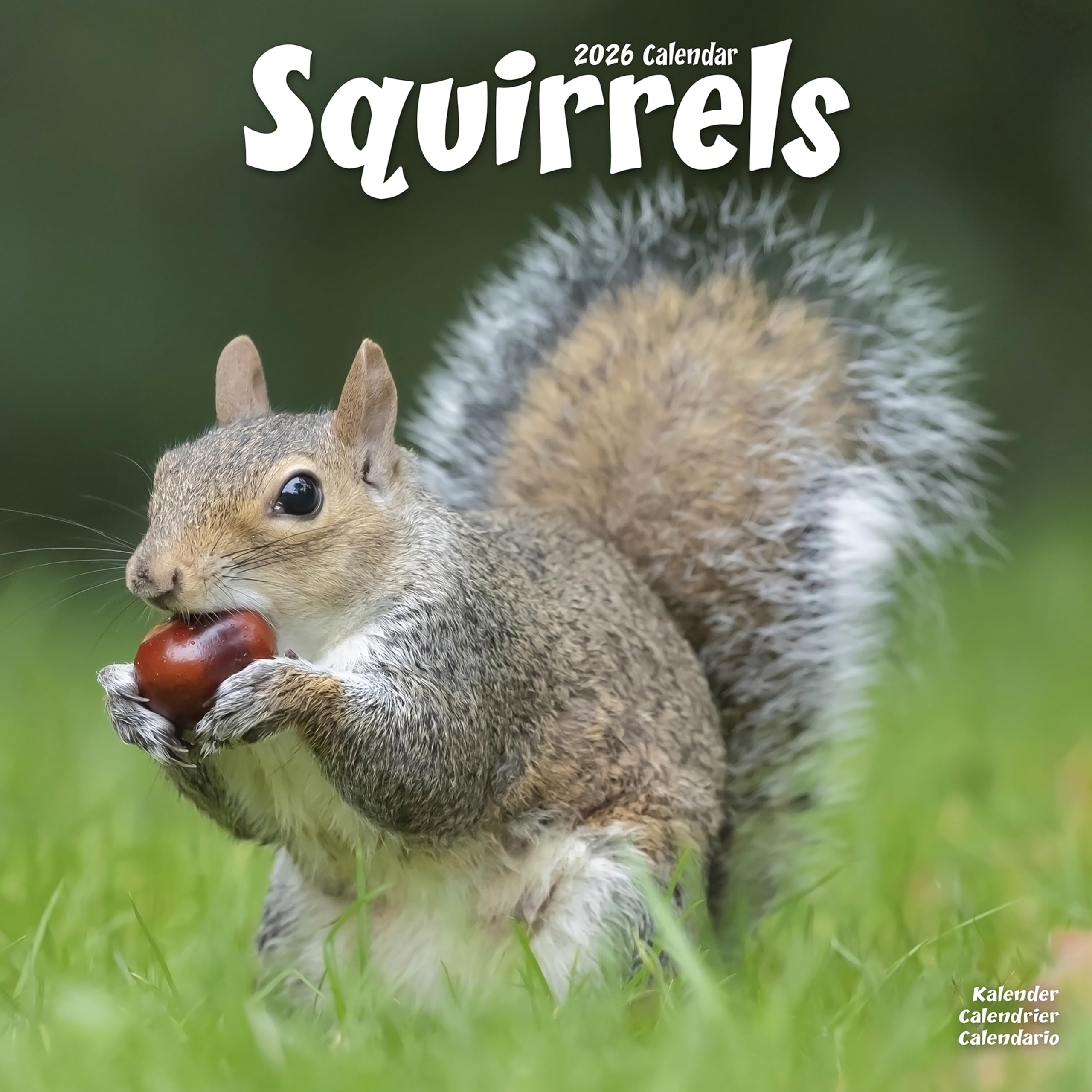 Squirrels Calendar 2026 Square Animal Wall Calendar - 16 Month Books