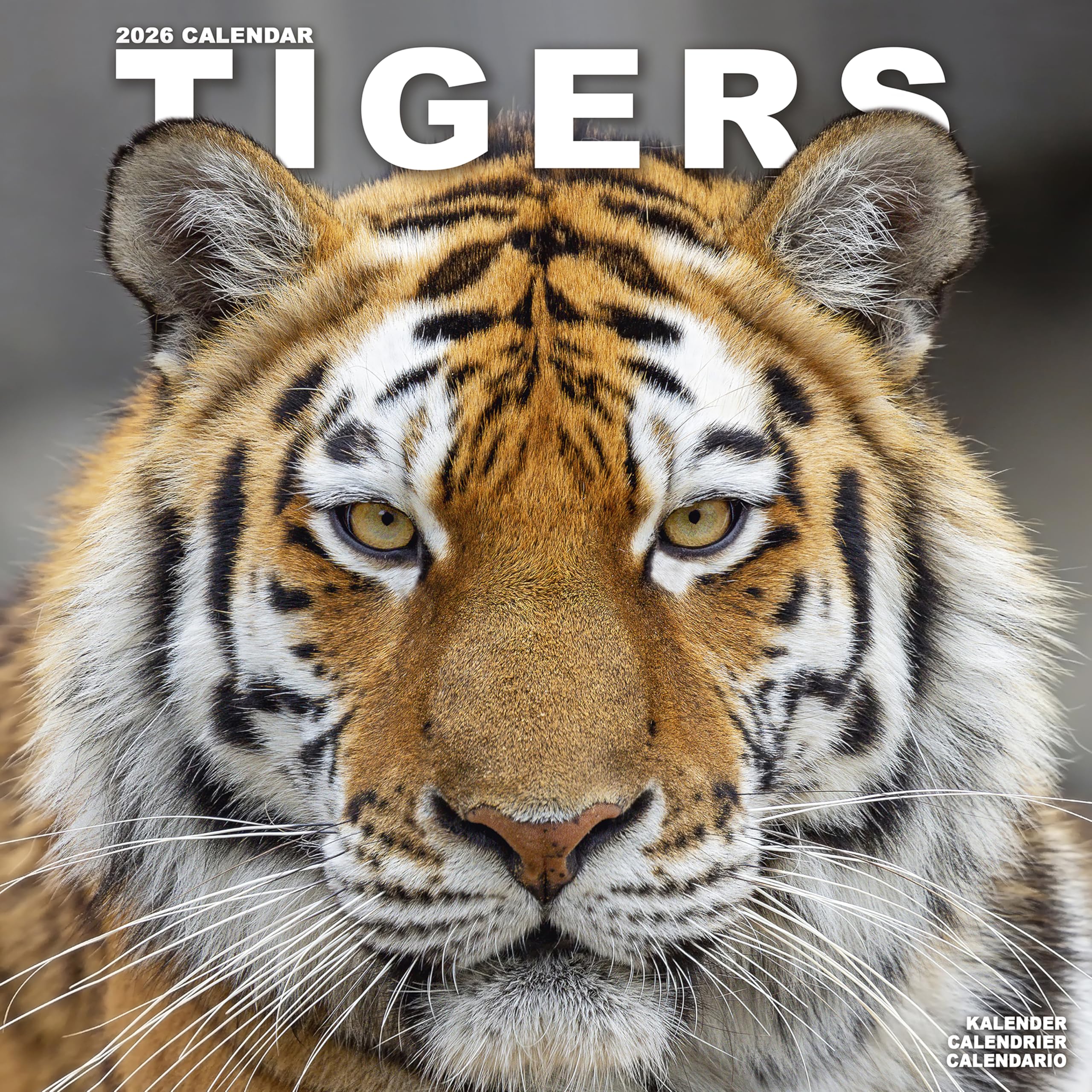 Tigers Calendar 2026 Square Wildlife Safari Big Cats Wall Calendar - 16 Month Calendars