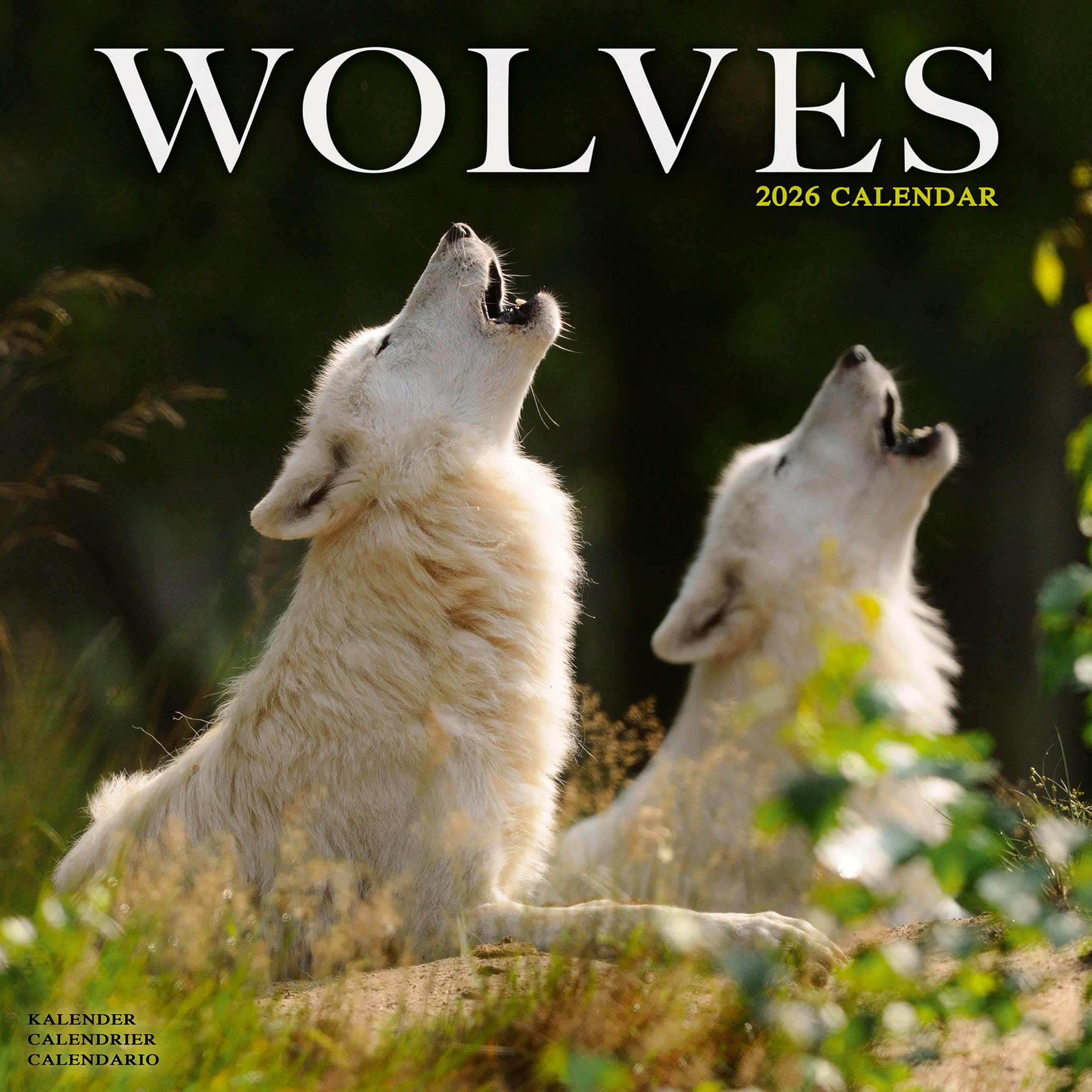 Wolves Calendar 2026 Square Animal Wall Calendar - 16 Month Books