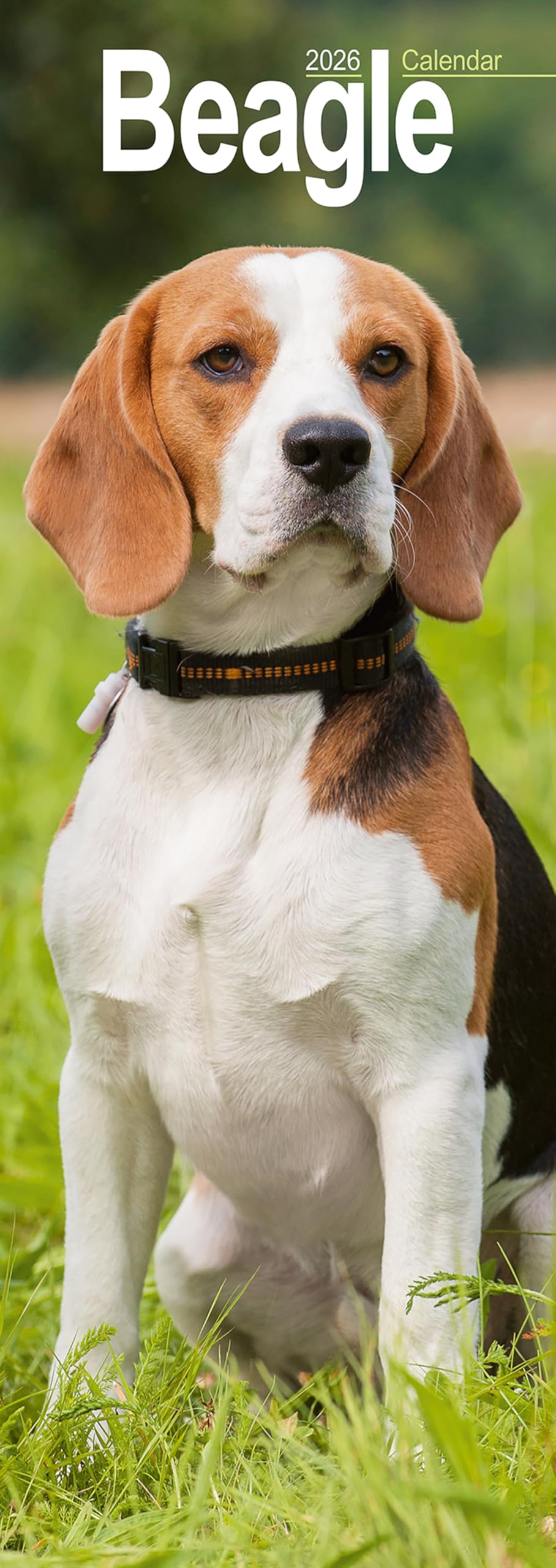 Beagle Slim 2026 Wall Calendar Calendar 2024 Dog Breed Slimline Calendar - 12 Month Books