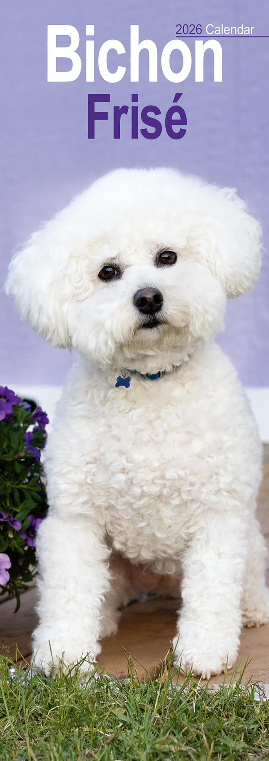 Bichon Frise Slim Calendar 2026 Dog Breed Slimline Calendar - 12 Month Books
