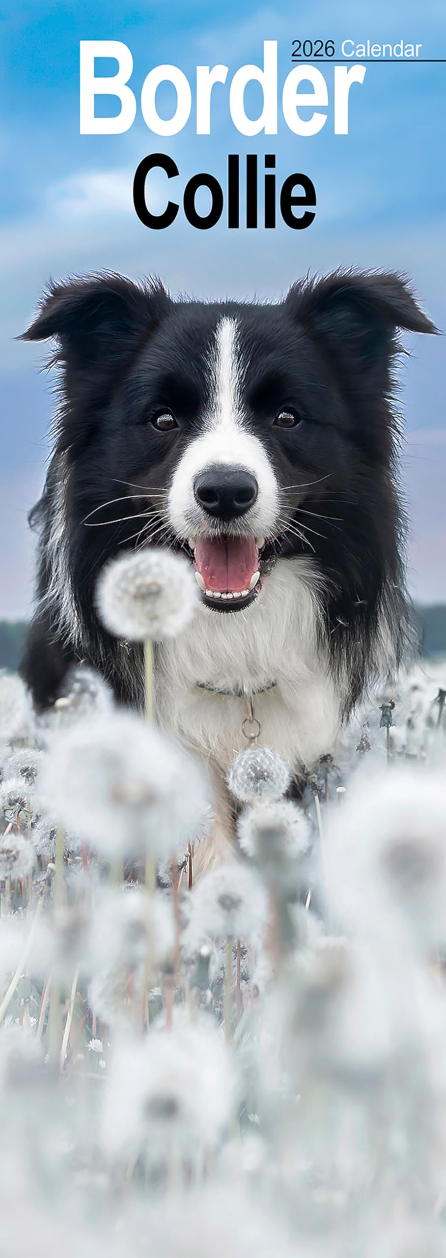 Border Collie Slim Calendar 2026 Dog Breed Slimline Calendar - 12 Month Books