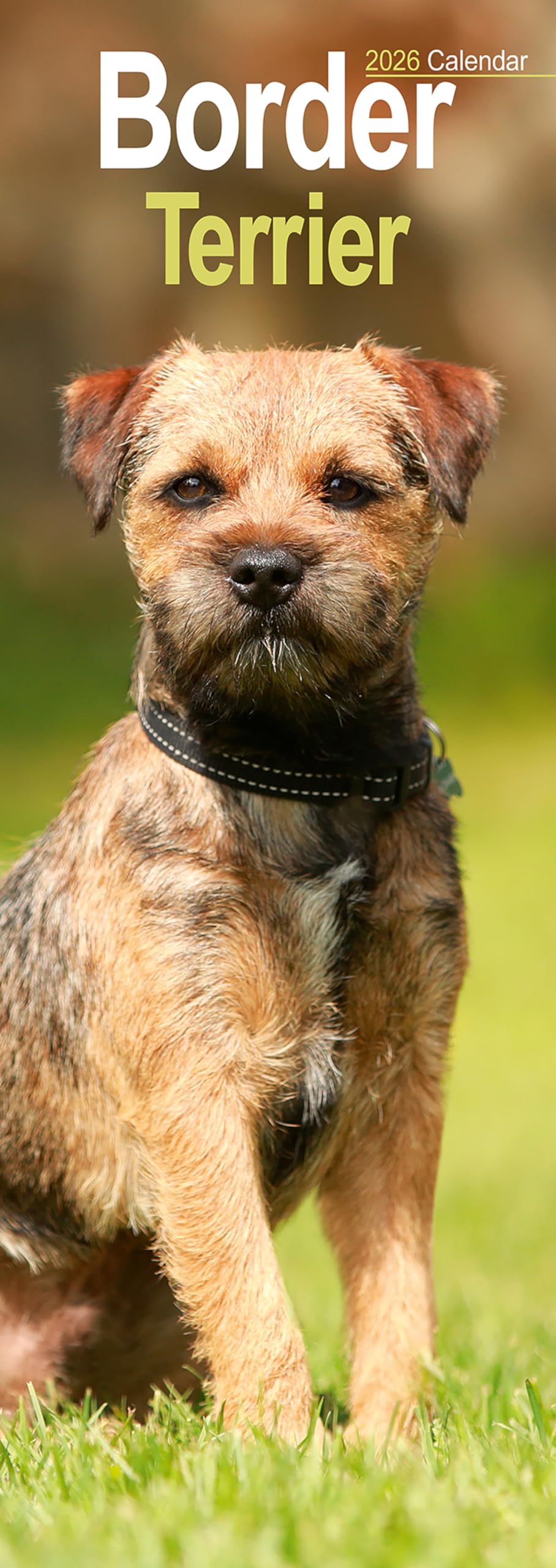 Border Terrier Slim Calendar 2026 Dog Breed Slimline Calendar - 12 Month Books