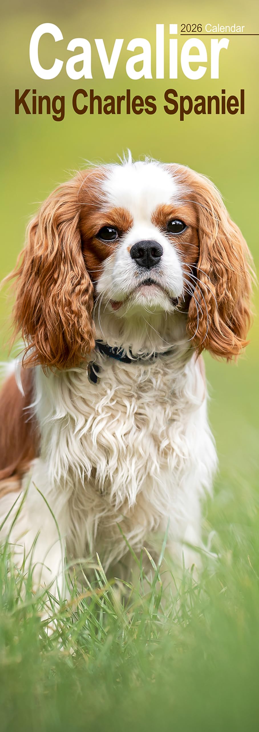Cavalier King Charles Slim Calendar 2026 Dog Breed Slimline Calendar - 12 Month Books