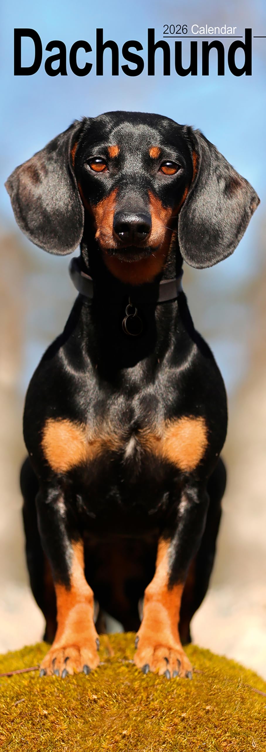 Dachshund Slim Calendar 2026 Dog Breed Slimline Calendar - 12 Month Books