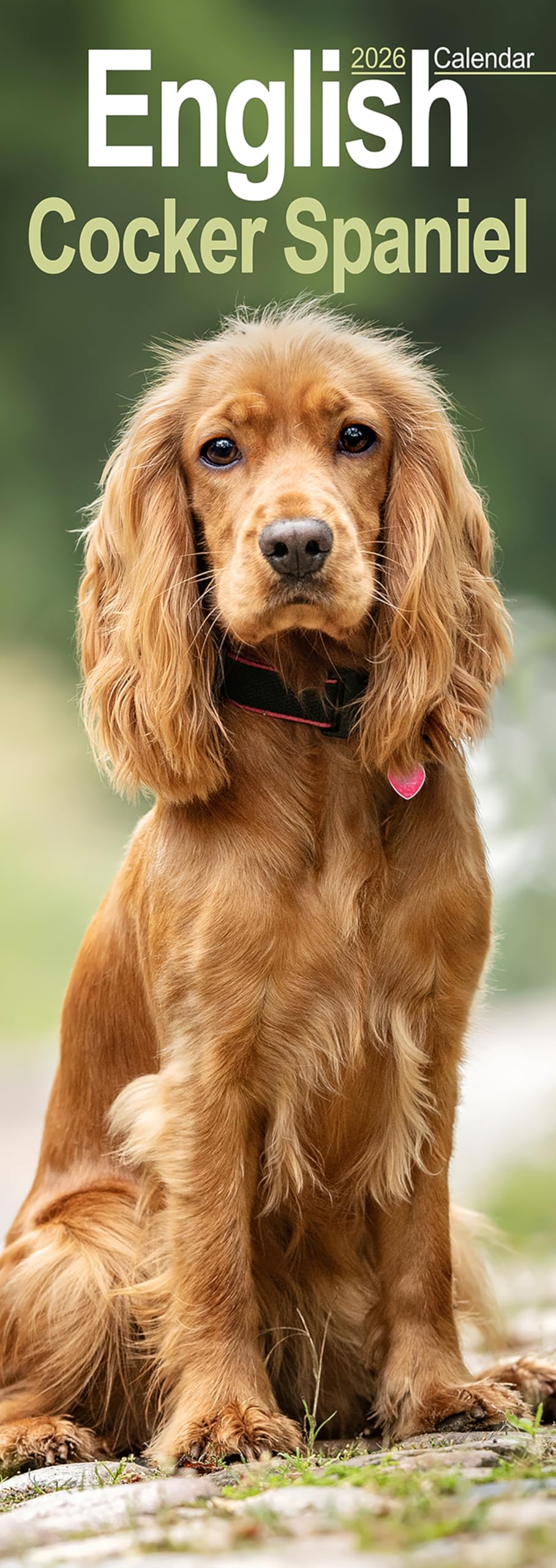 English Cocker Spaniel Slim Calendar 2026 Dog Breed Slimline Calendar - 12 Month Books