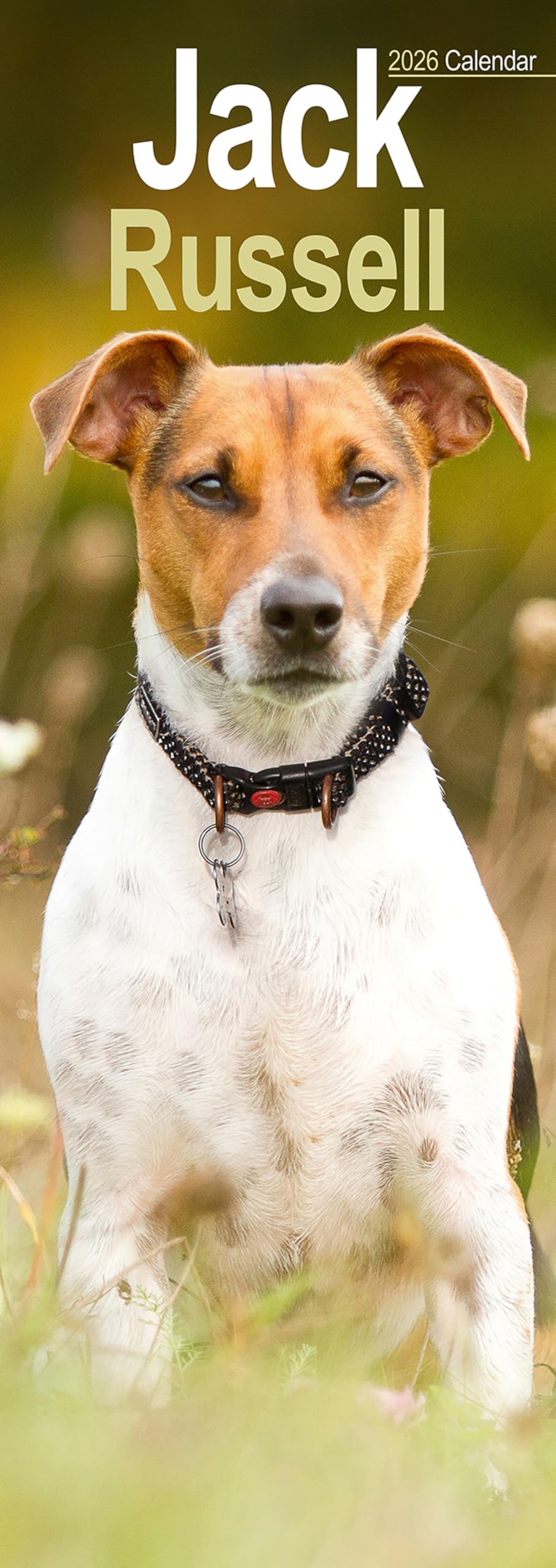 Jack Russell Slim Calendar 2026 Dog Breed Slimline Calendar - 12 Month Books