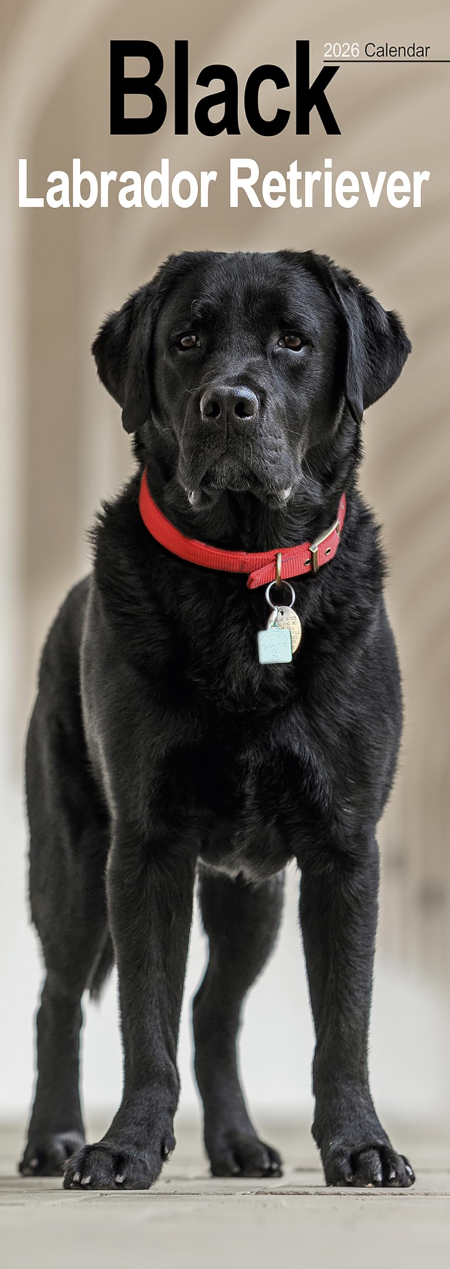 Black Labrador Retriever Slim Calendar 2026 Dog Breed Slimline Calendar - 12 Month Books