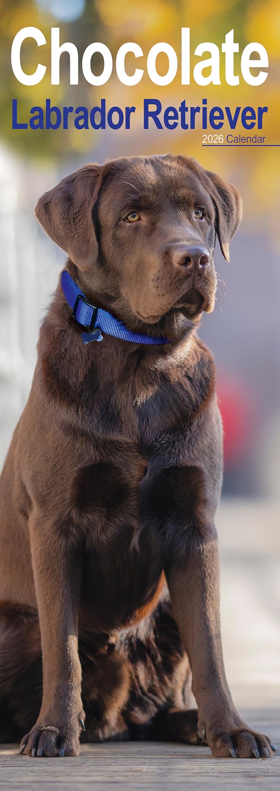 Chocolate Labrador Retriever Slim Calendar 2026 Dog Breed Slimline Calendar - 12 Month Books
