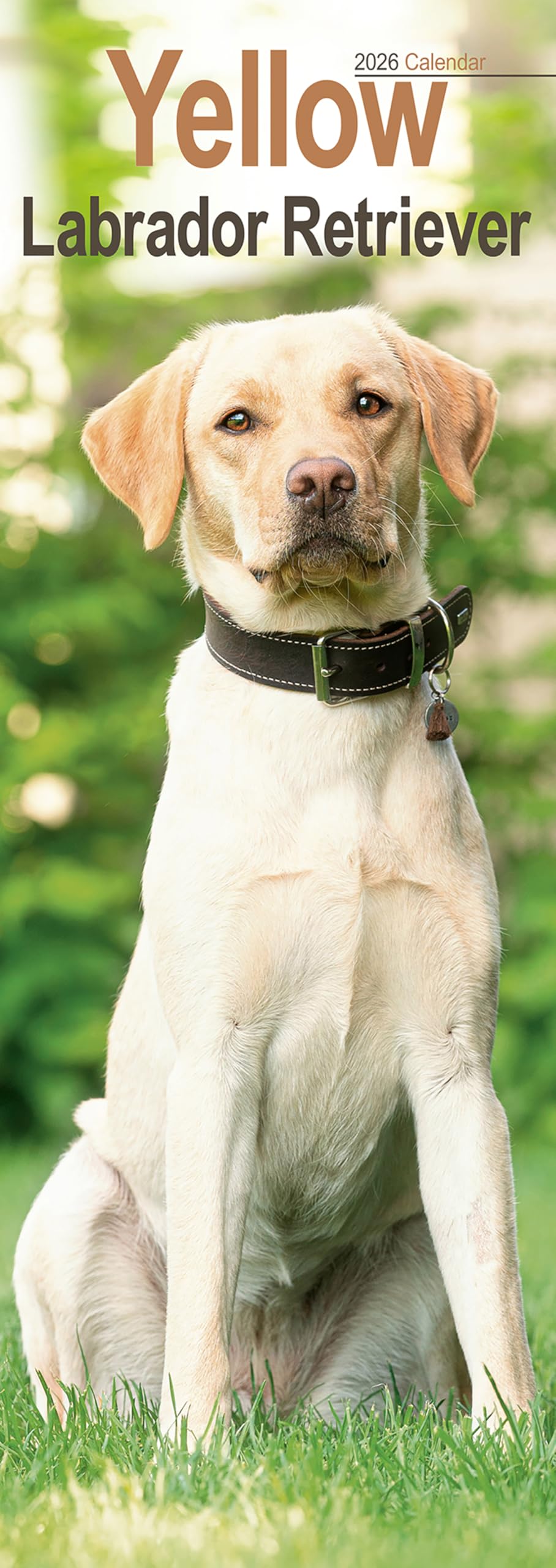 Yellow Labrador Retriever Slim Calendar 2026 Dog Breed Slimline Calendar - 12 Month Books