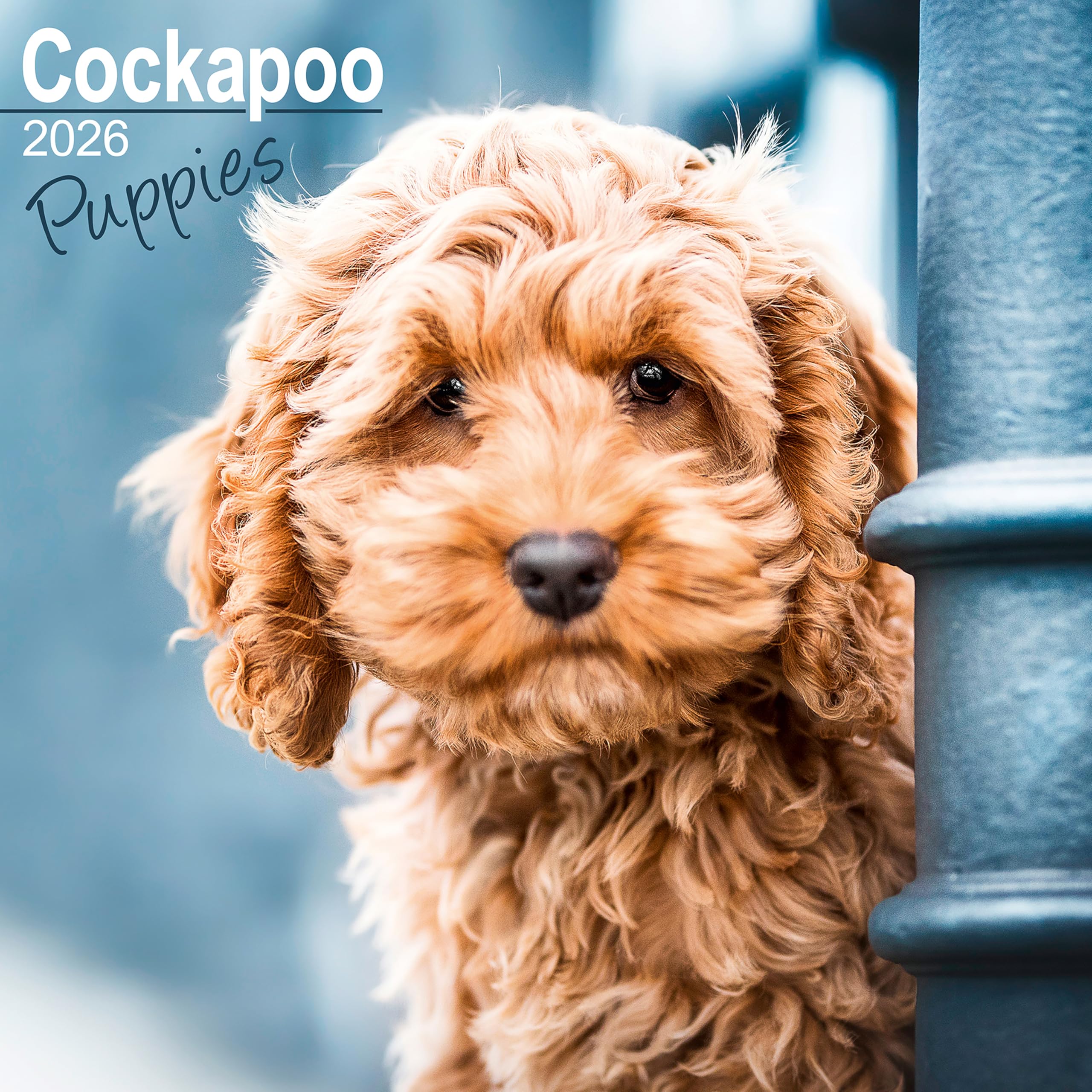Cockapoo Puppies 2026 Calendar | Square Wall Calendar | Dog Breed Gift | Plastic Free Packaging | by Avonside Publishing Books