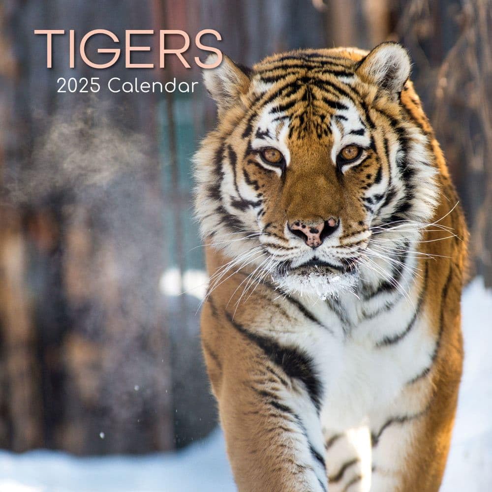 Tigers – Tiger 2025 – 16-Monatskalender: Original The Gifted Stationery Co. Ltd (Wall-Kalender) Calendars