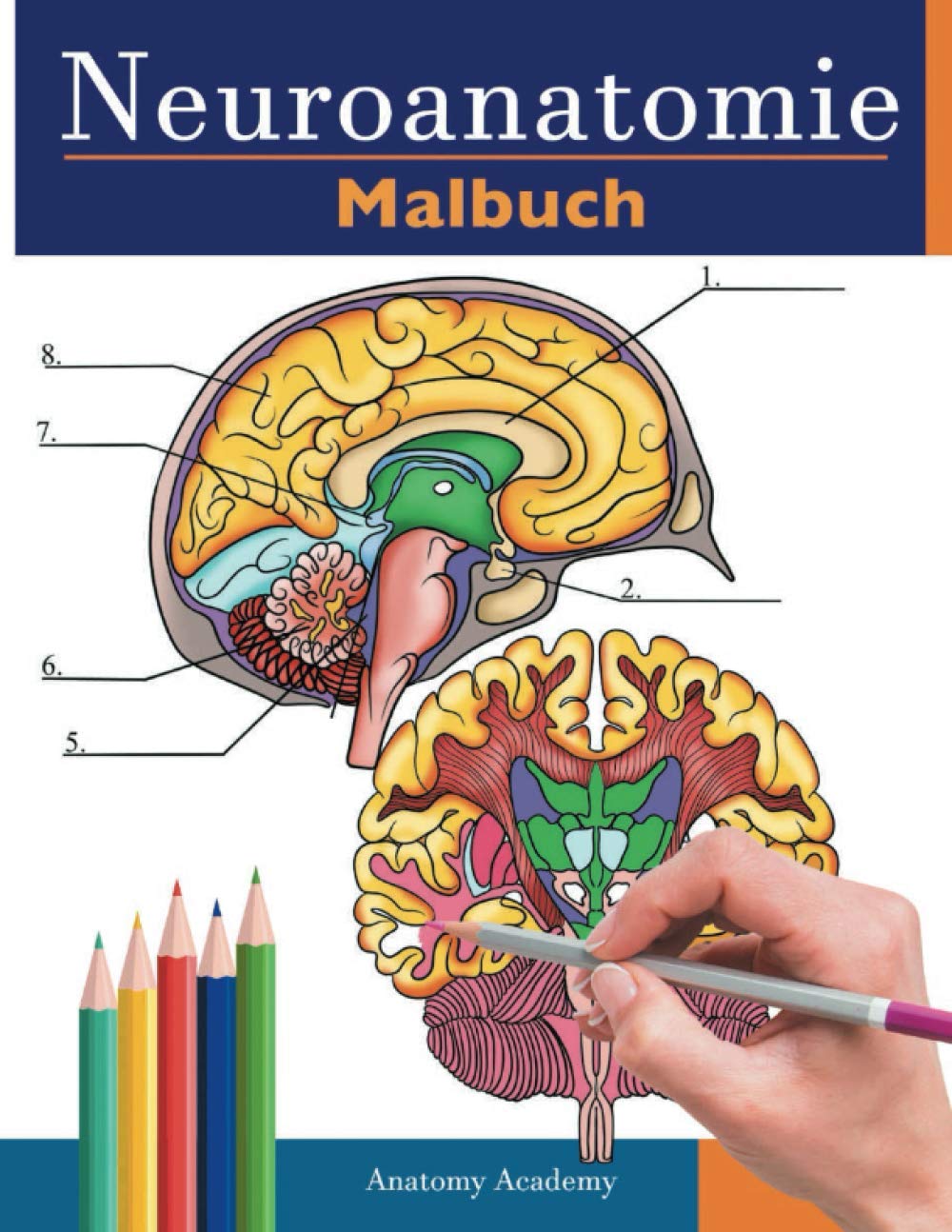 neuroanatomie malbuch: Unglaublich detailliertes Selbsttest Buch über die Färbung des menschlichen Gehirns für die Neurowissenschaften | Perfektes ... Pfleger, Ärzte und Erwachsene Medicine