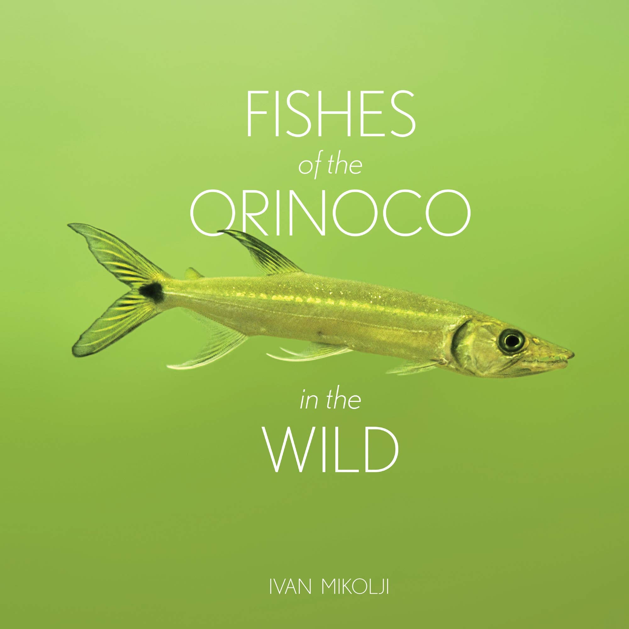 Fishes of the Orinoco in the Wild Mathematics