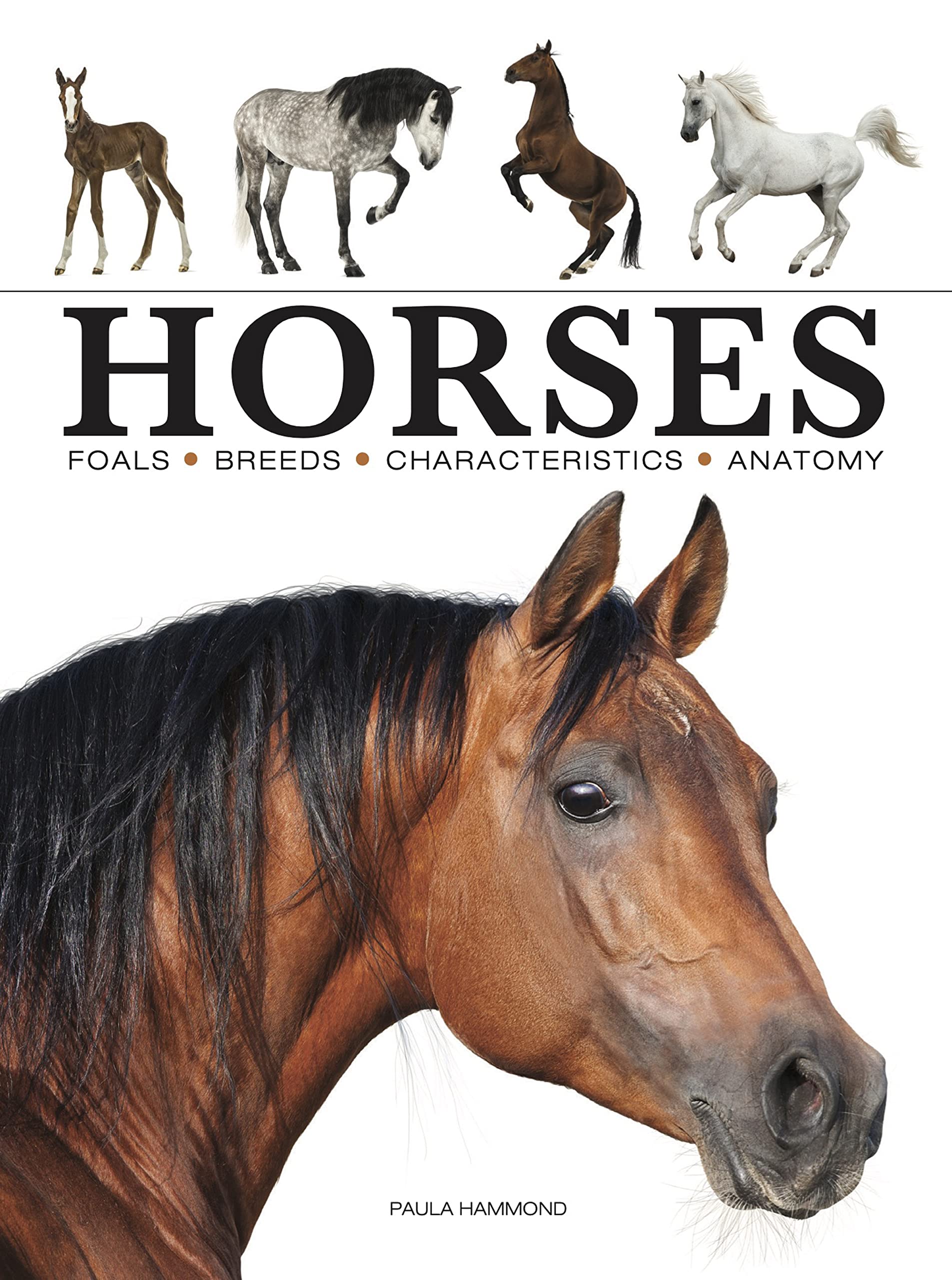 Horses Mathematics
