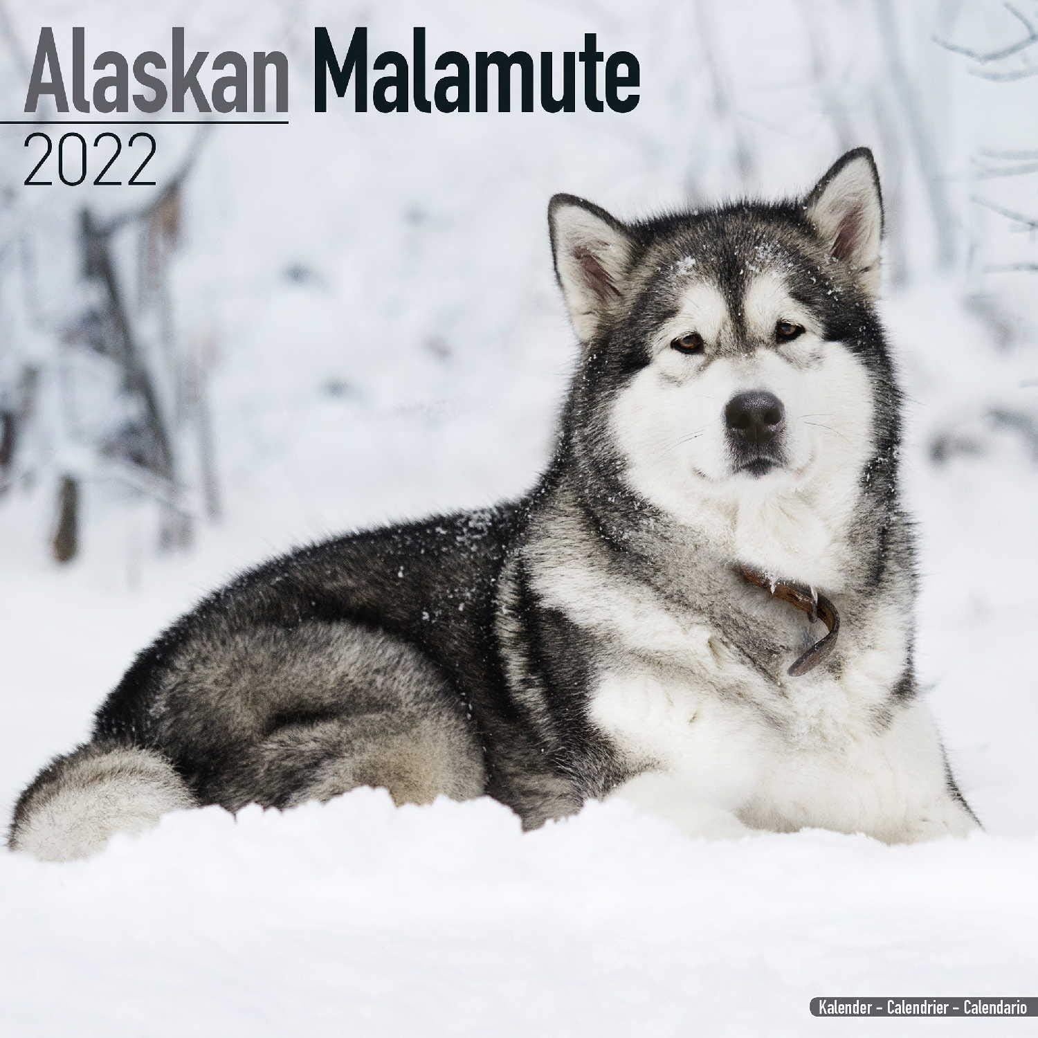 Alaskan Malamute 2022 - 16-Monatskalender: Original Avonside-Kalender (Wall-Kalender) Pets