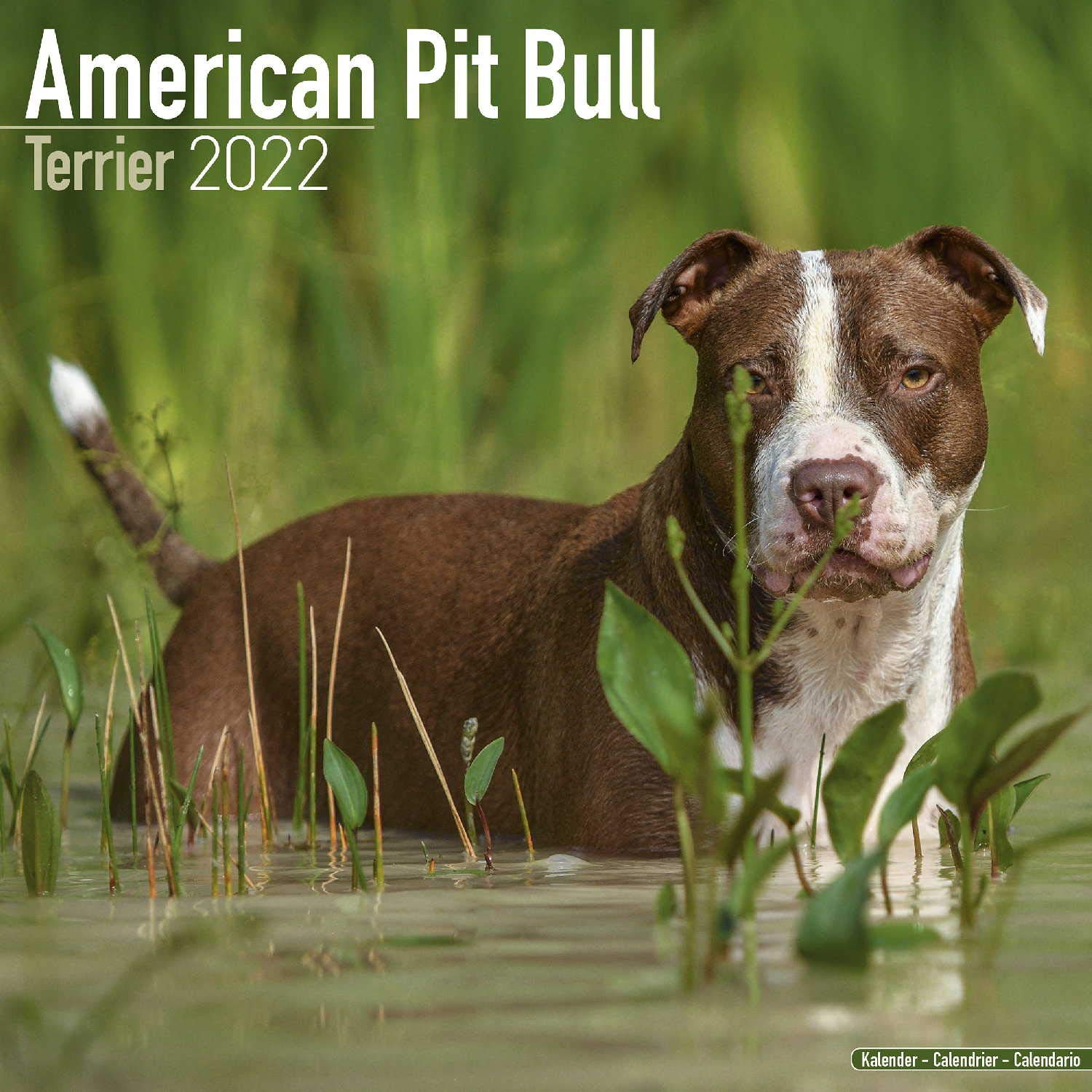 American Pit Bull Terrier 2022 - 16-Monatskalender: Original Avonside-Kalender (Wall-Kalender) Pets