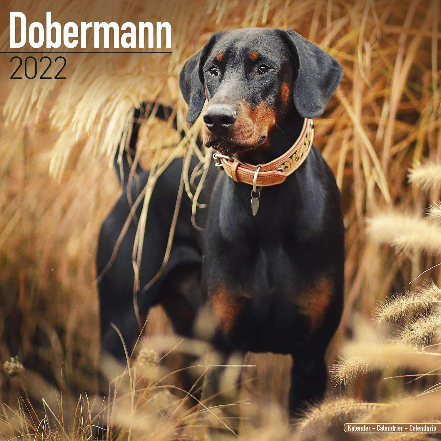 Doberman International - Dobermänner 2022 - 16-Monatskalender: Original Avonside-Kalender (Wall-Kalender) Pets