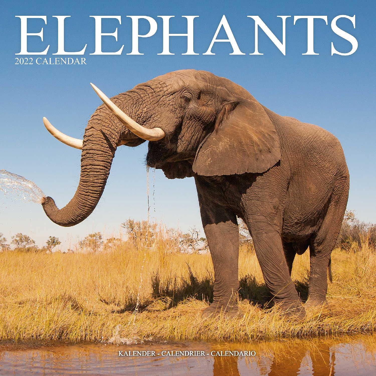 Elephants - Elefanten 2022 - 16-Monatskalender: Original Avonside-Kalender (Wall-Kalender) Leisure, Home & Garden