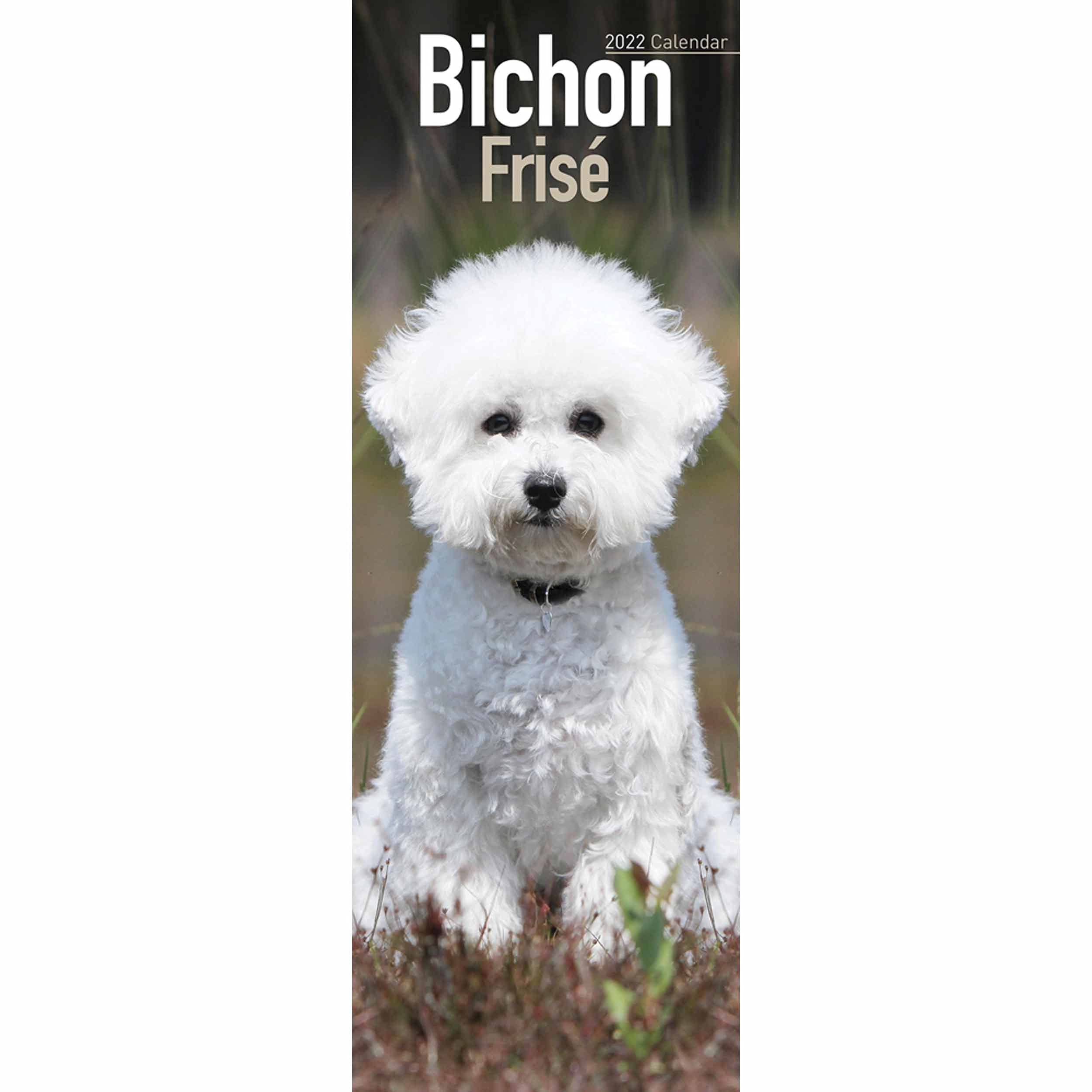 Bichon Frise 2022: Original Avonside-Kalender - Slimline (Slimline-Kalender) Pets