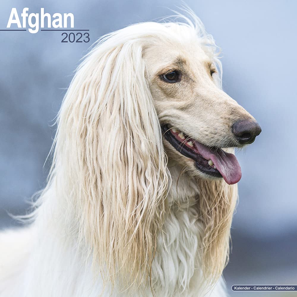 Afghan - Afghanen 2023: Original Avonside-Kalender (Wall-Kalender) Pets