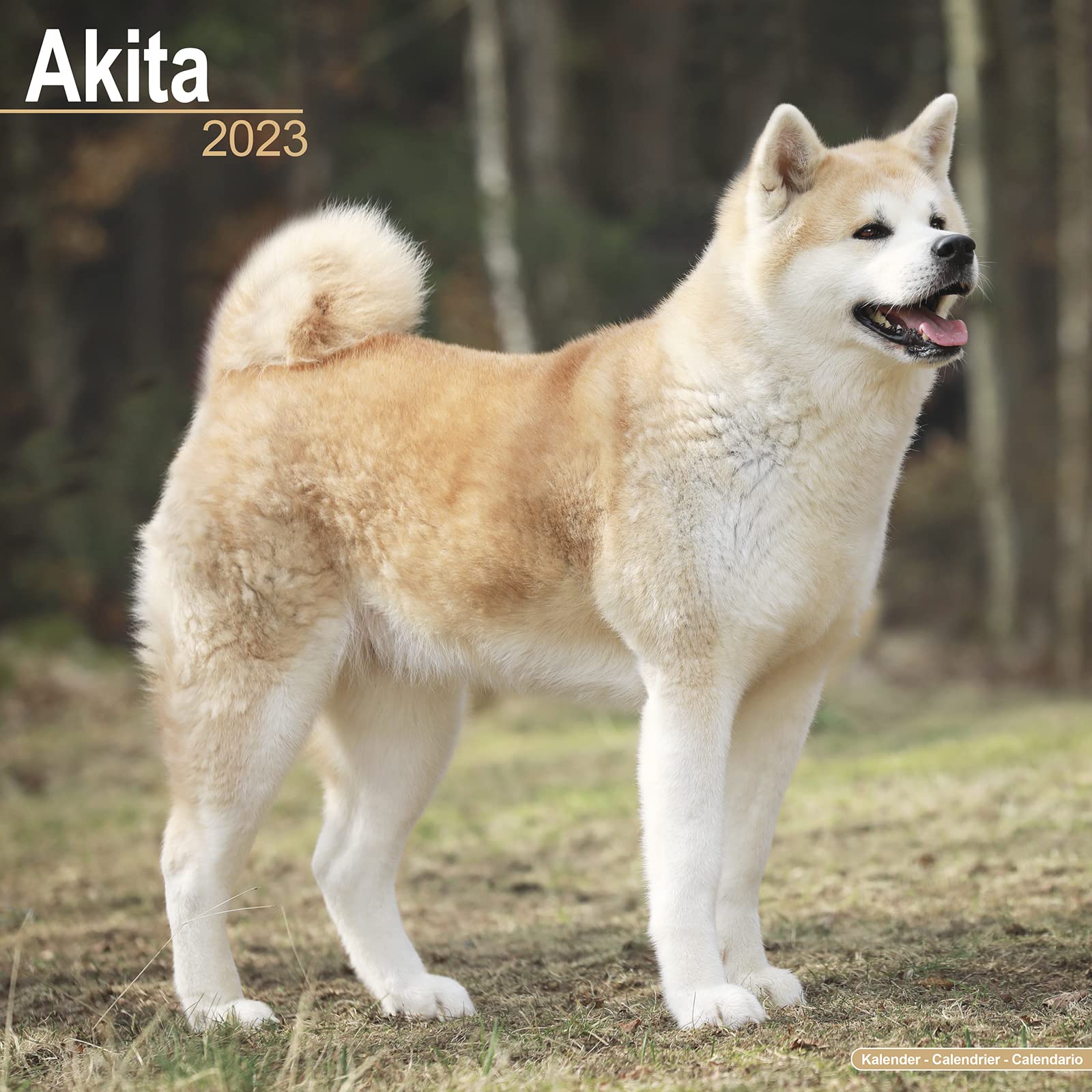 Akitas 2023 - 16-Monatskalender: Original Avonside-Kalender (Wall-Kalender) Pets