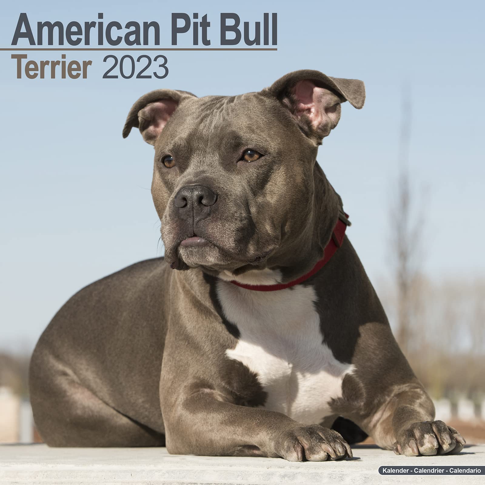 American Pit Bull Terrier 2023 - 16-Monatskalender: Original Avonside-Kalender (Wall-Kalender) Pets