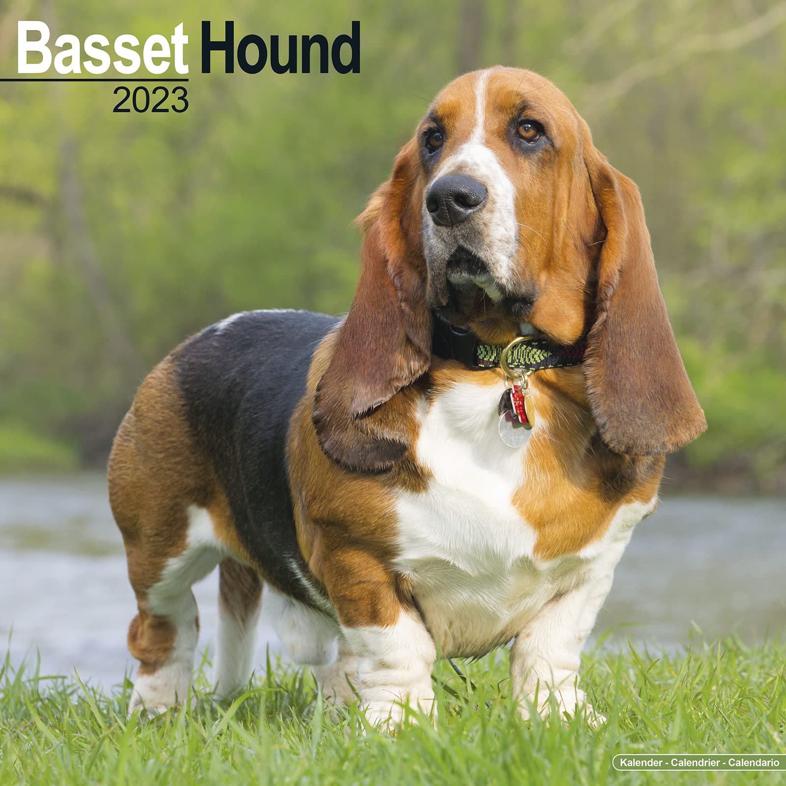 Basset Hound - Bassets 2023 - 16-Monatskalender: Original Avonside-Kalender (Wall-Kalender) Pets