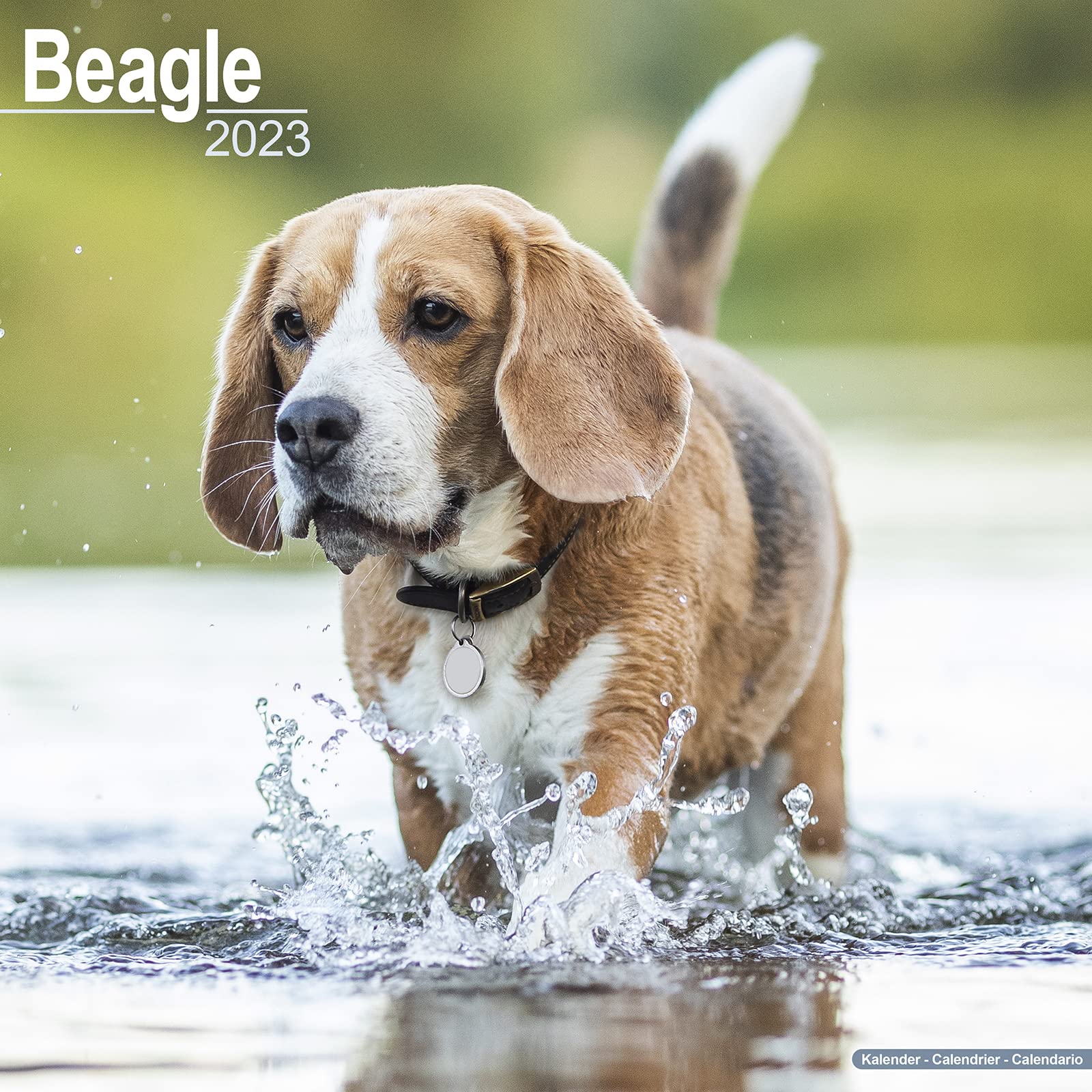 Beagle 2023 - 16-Monatskalender: Original Avonside-Kalender (Wall-Kalender) Pets