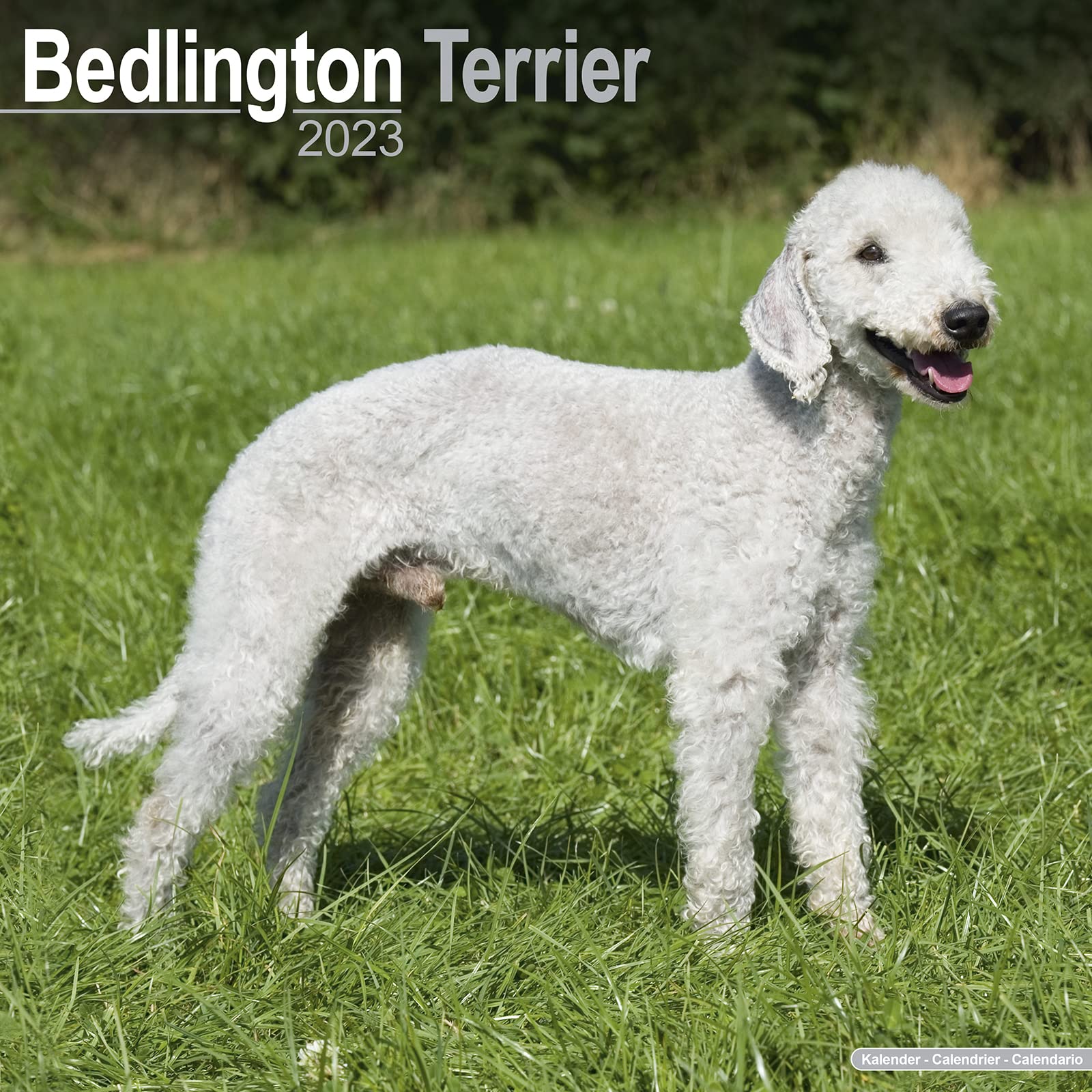 Bedlington Terrier 2023 - 16-Monatskalender: Original Avonside-Kalender (Wall-Kalender) Pets