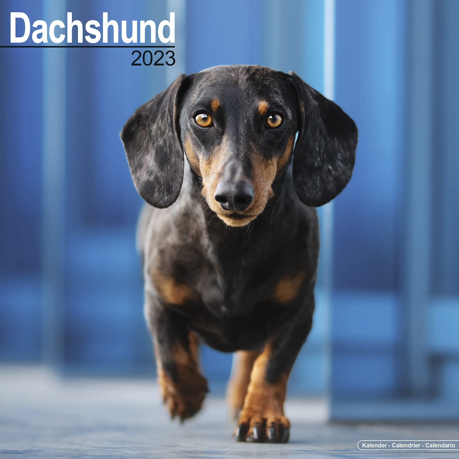 Dachshund - Dackel 2023 - 16-Monatskalender: Original Avonside-Kalender (Wall-Kalender) Pets