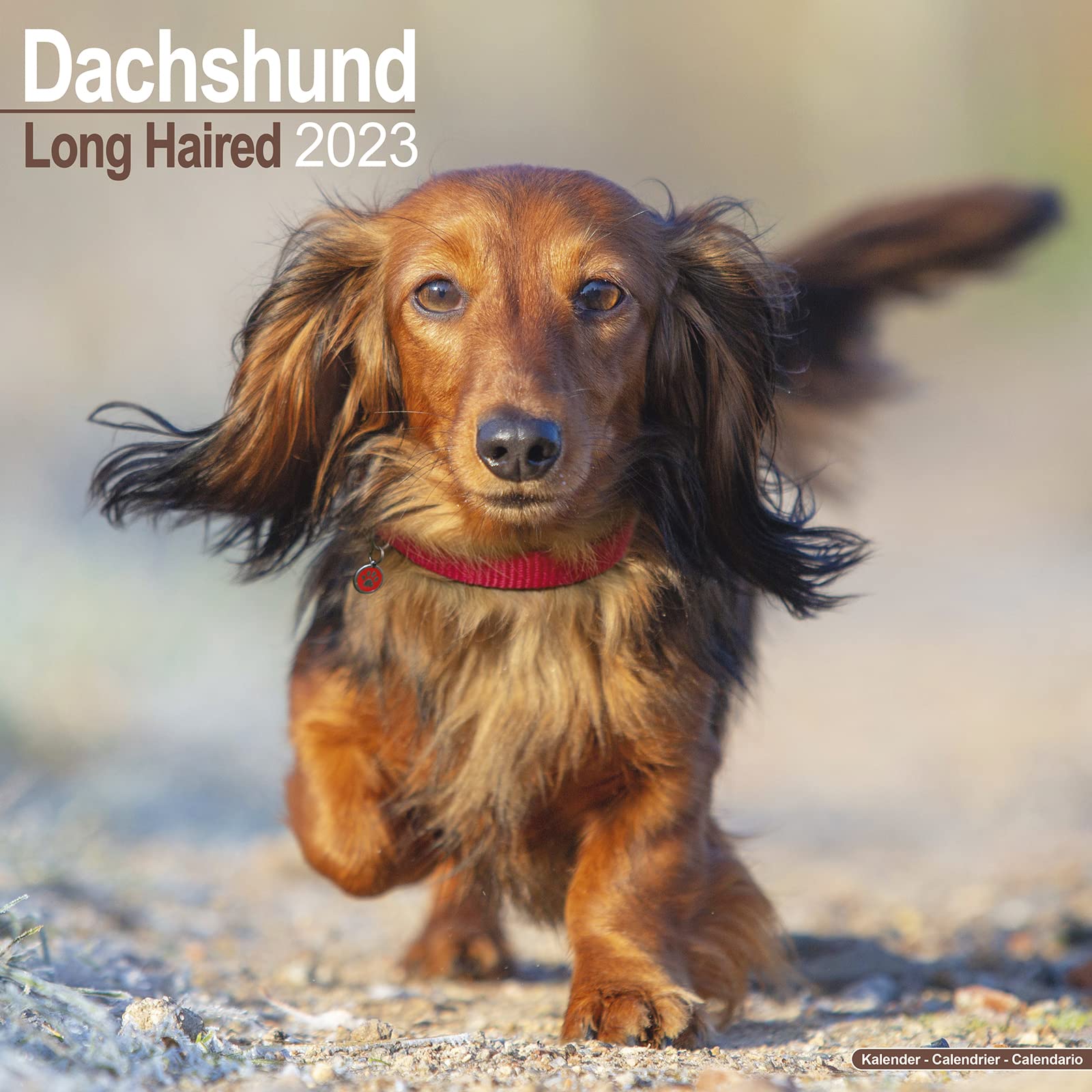 Longhaired Dachshund - Langhaardackel 2023 - 16-Monatskalender: Original Avonside-Kalender (Wall-Kalender) Pets