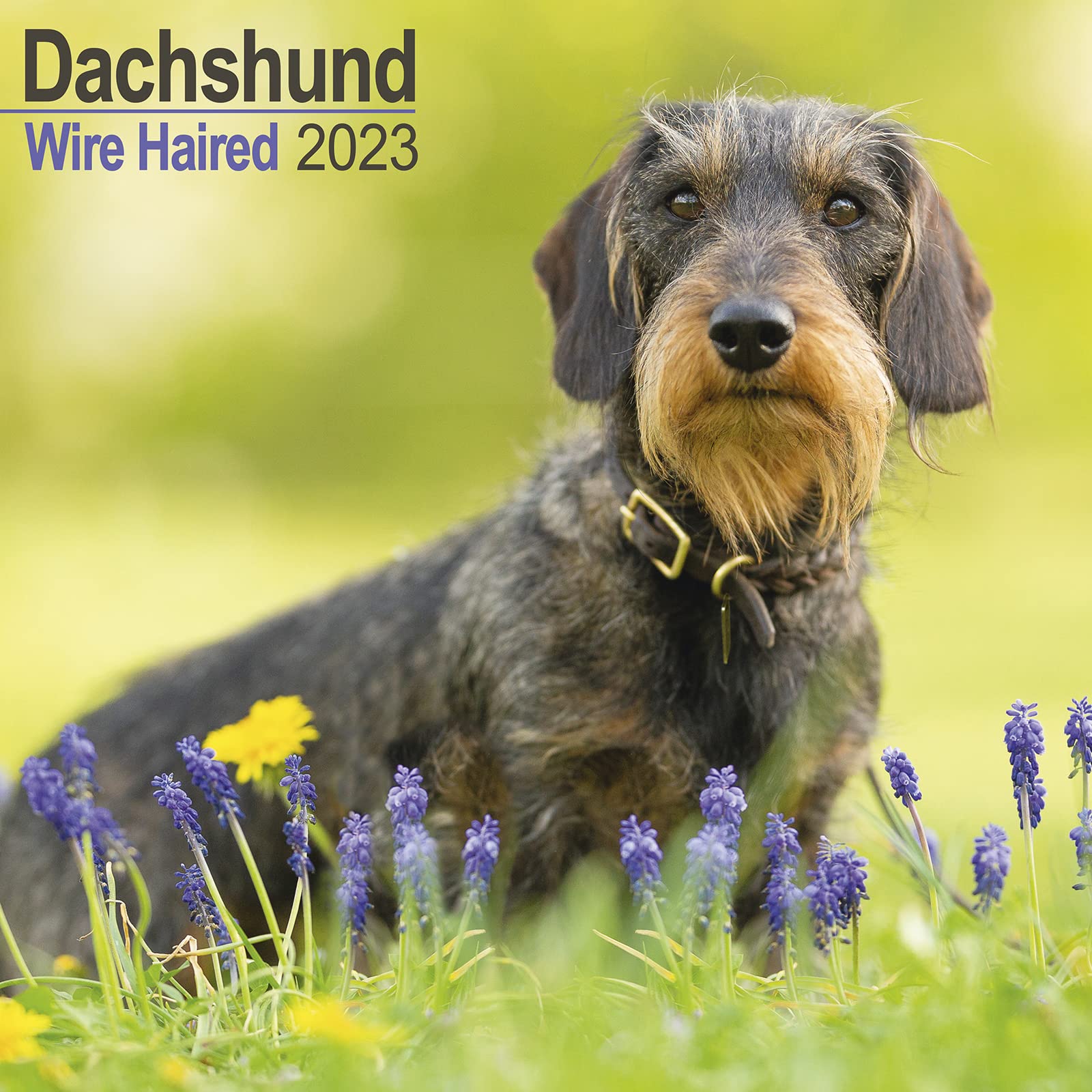 Wirehaired Dachshund - Rauhhaardackel 2023 - 16-Monatskalender: Original Avonside-Kalender (Wall-Kalender) Pets