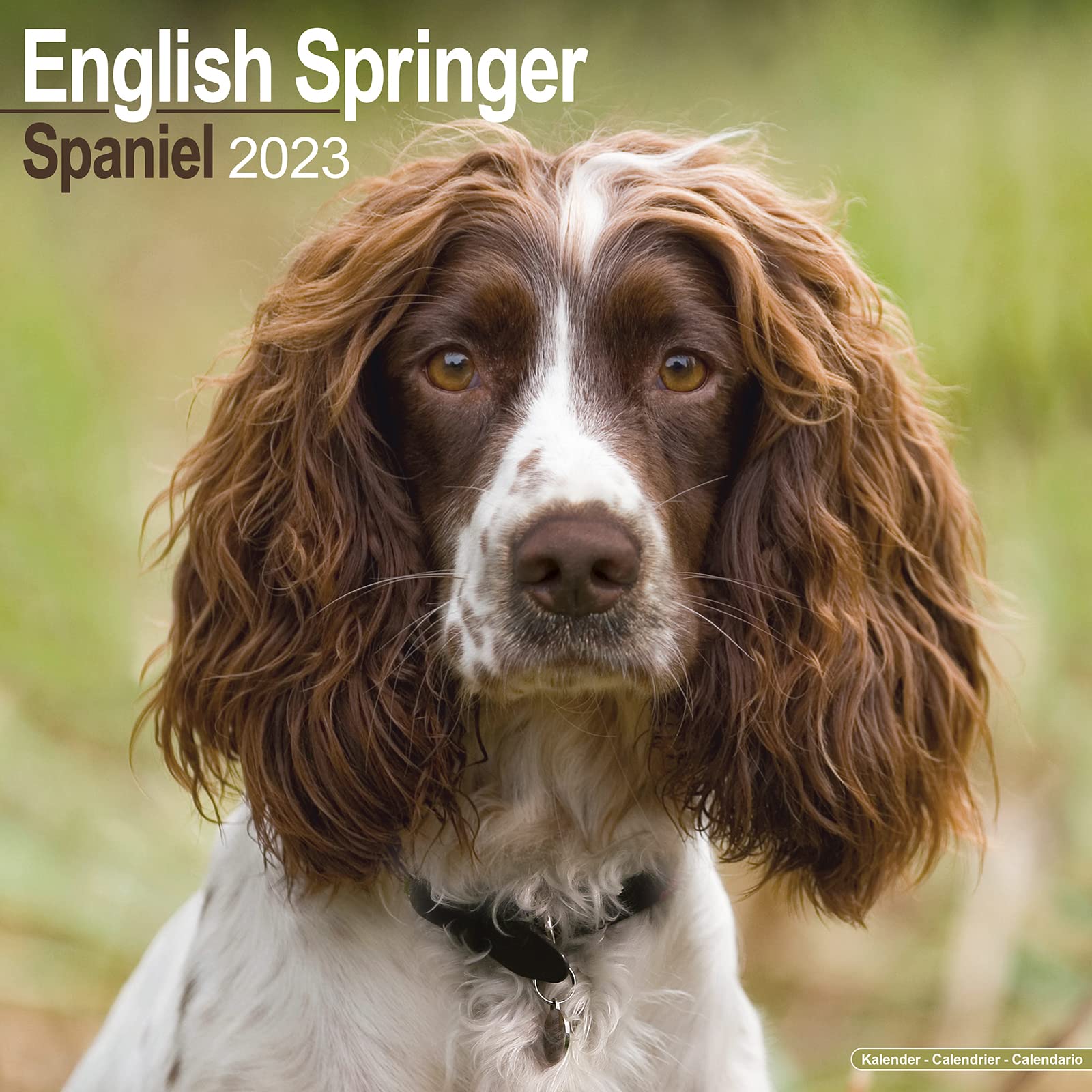 English Springer Spaniels 2023 - 16-Monatskalender: Original Avonside-Kalender (Wall-Kalender) Pets