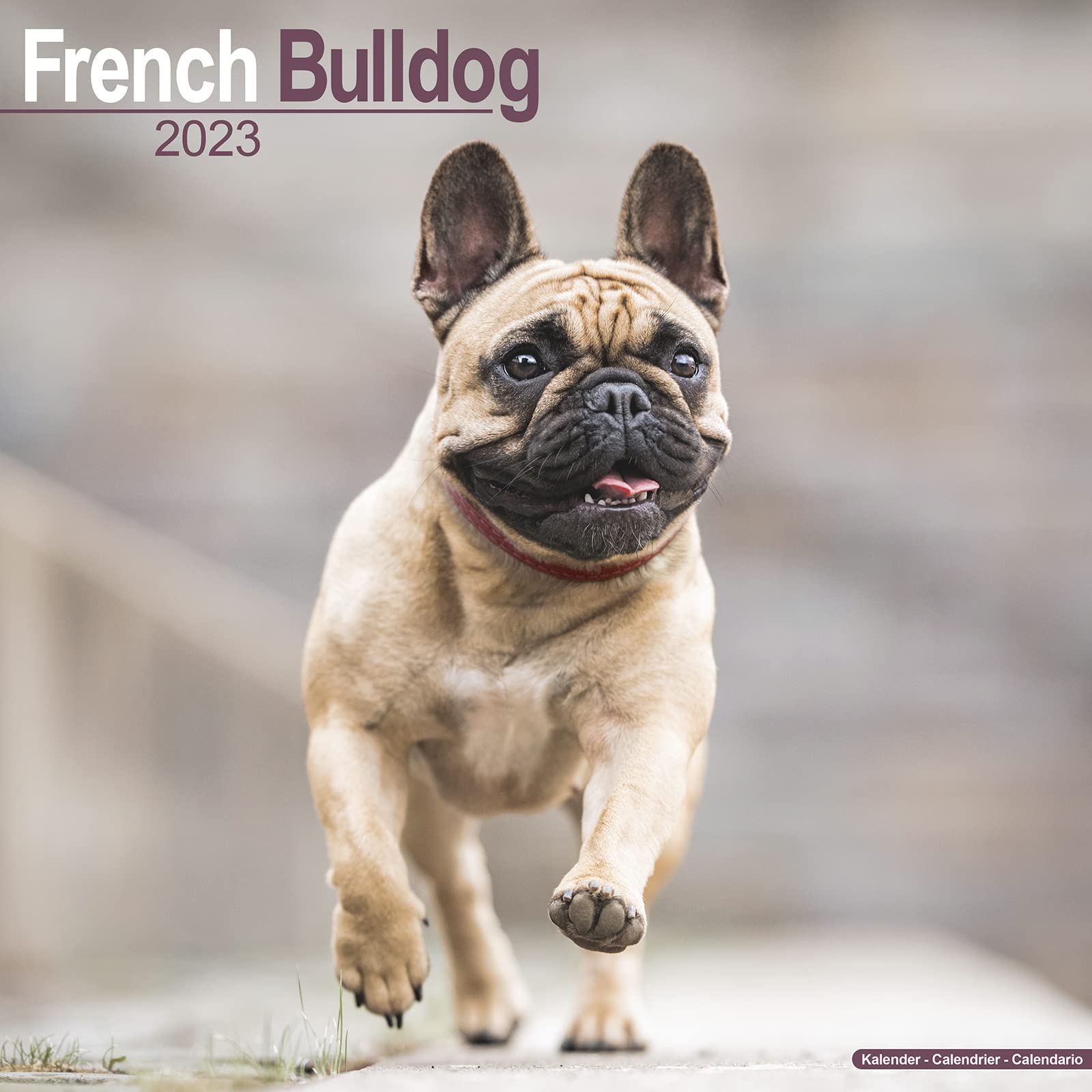 French Bulldog - Französische Bulldoggen 2023 - 16-Monatskalender: Original Avonside-Kalender (Wall-Kalender) Pets