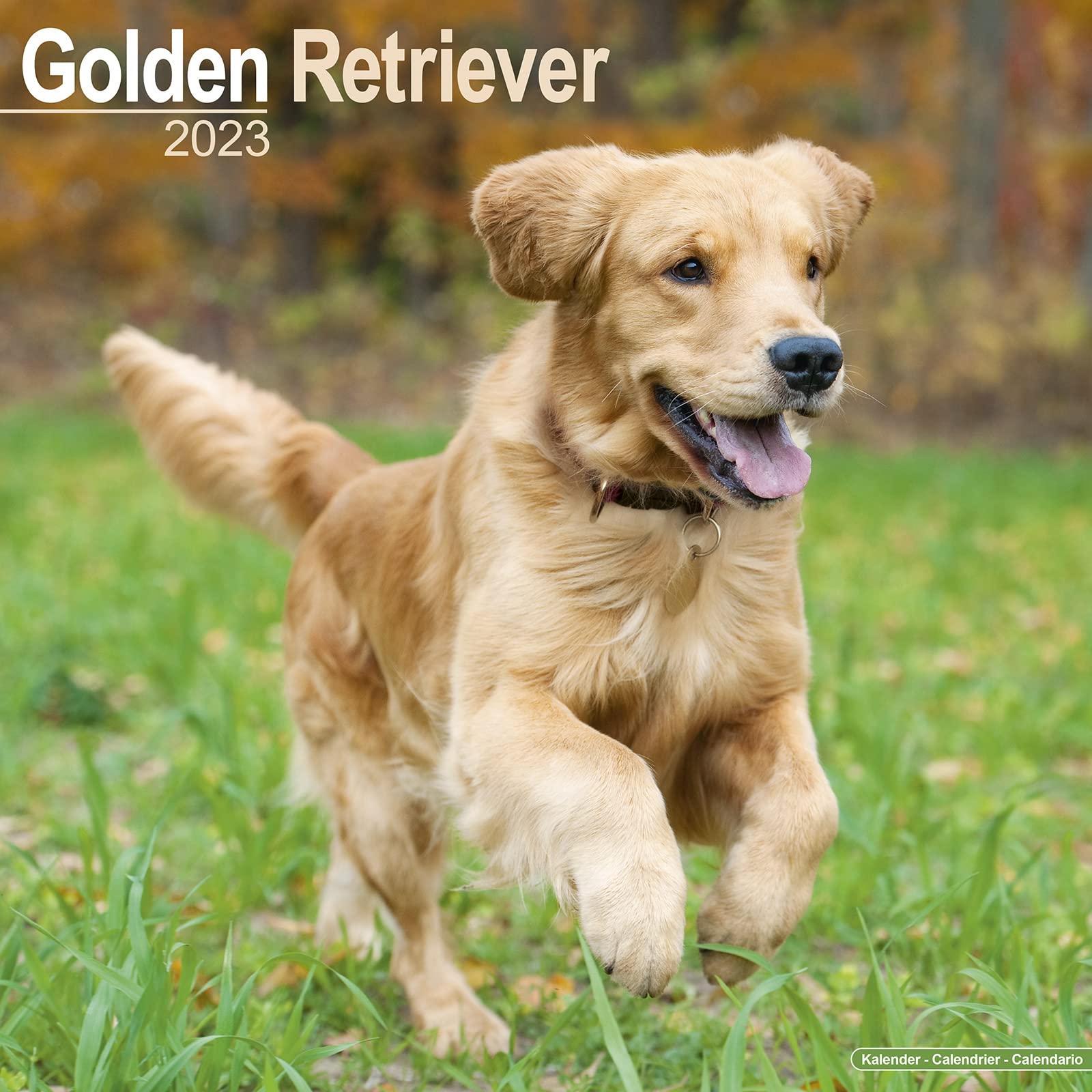Golden Retriever 2023 - 16-Monatskalender: Original Avonside-Kalender (Wall-Kalender) Pets