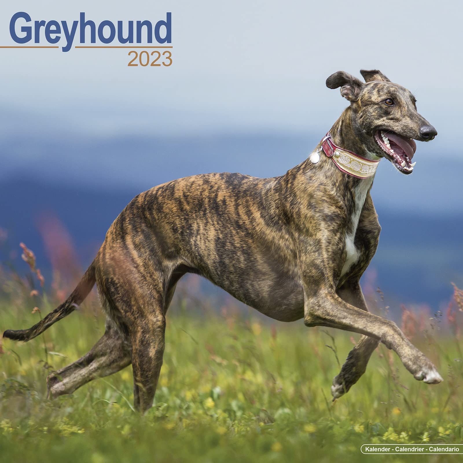 Greyhound - Großer Englischer Windhund 2023 - 16-Monatskalender: Original Avonside-Kalender (Wall-Kalender) Pets