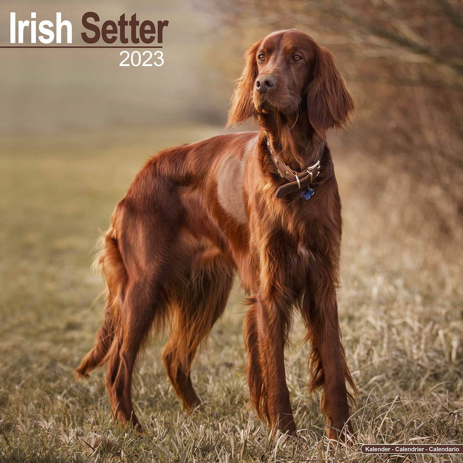 Irish Setter - Irish Setter 2023 - 16-Monatskalender: Original Avonside-Kalender (Wall-Kalender) Pets