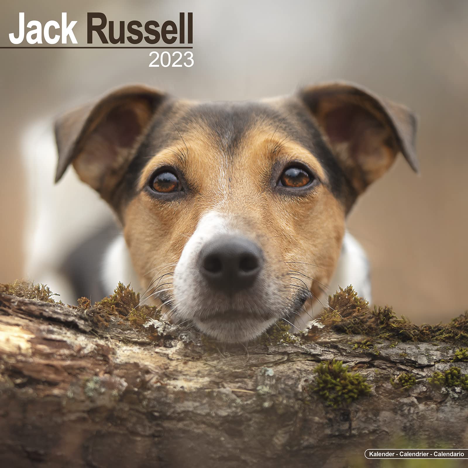 Jack Russell Terrier 2023 - 16-Monatskalender: Original Avonside-Kalender (Wall-Kalender) Pets